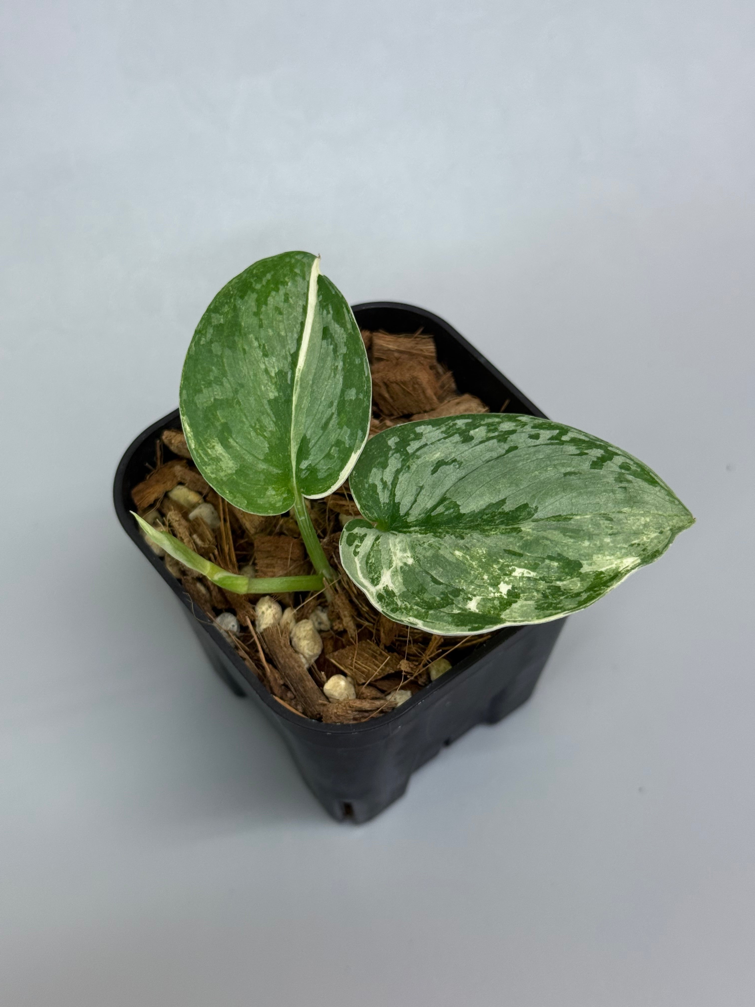 スキンダプサス シルバークリスタル / Scindapsus silver crystal (2