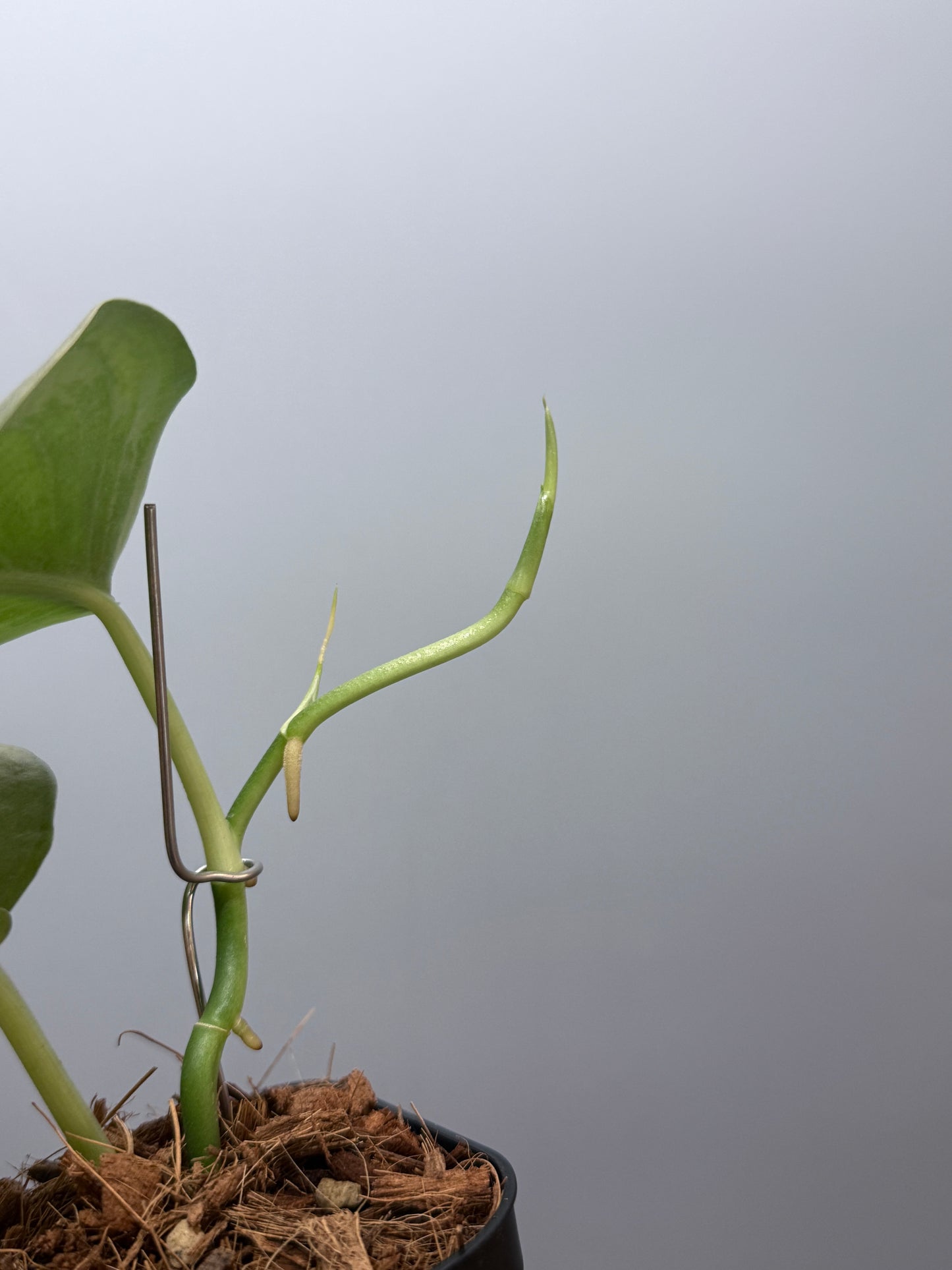 スキンダプサス エリンダ / Scindapsus Erlinda (3)