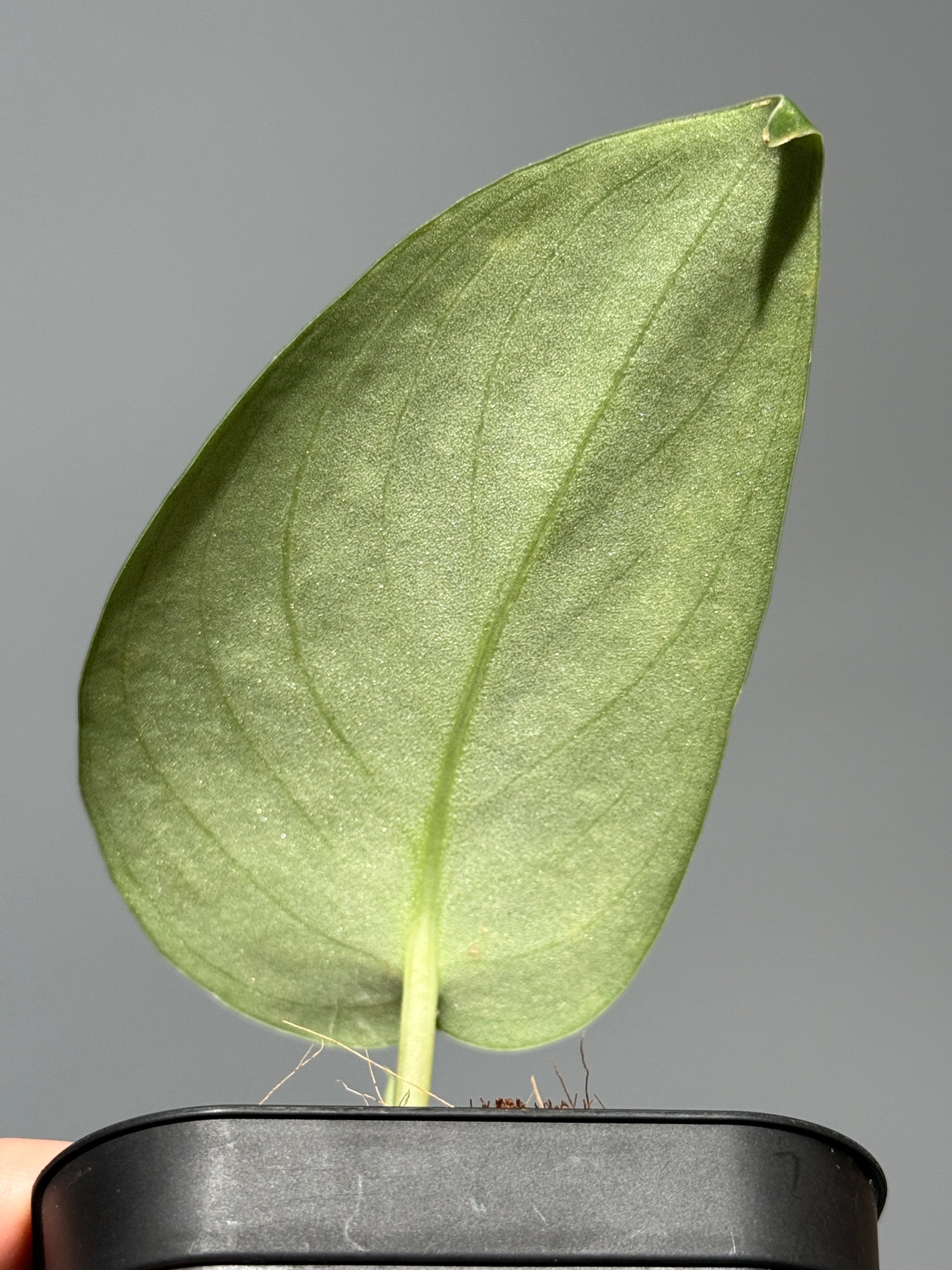 スキンダプサス グリーン エメラルド / Scindapsus green emerald (1)