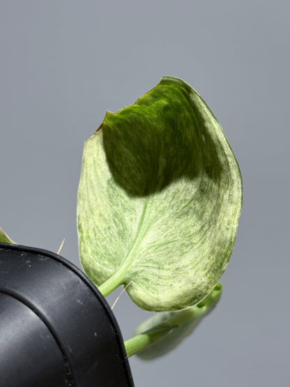 スキンダプサス テンバガ  / Scindapsus Tembaga (1)