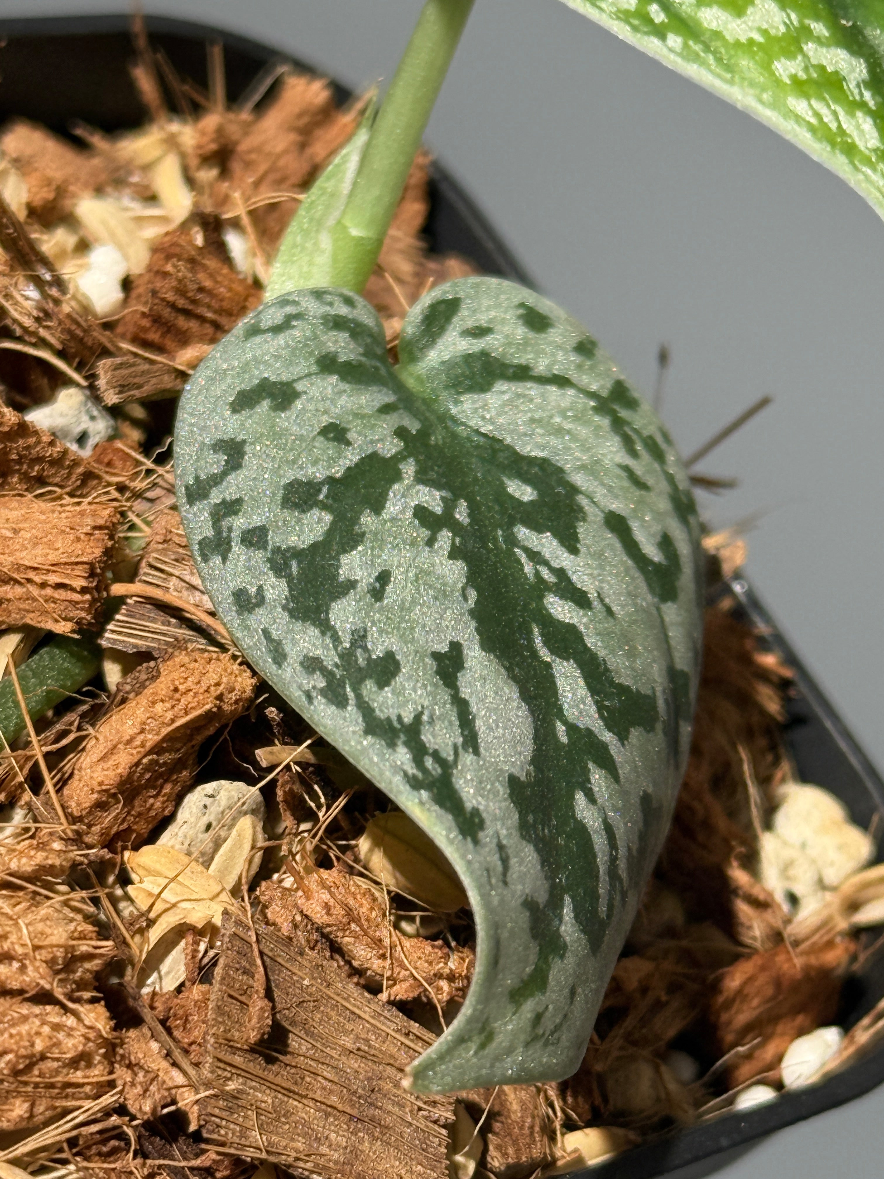 All Plants – Page 2 – Nakayama-Plants