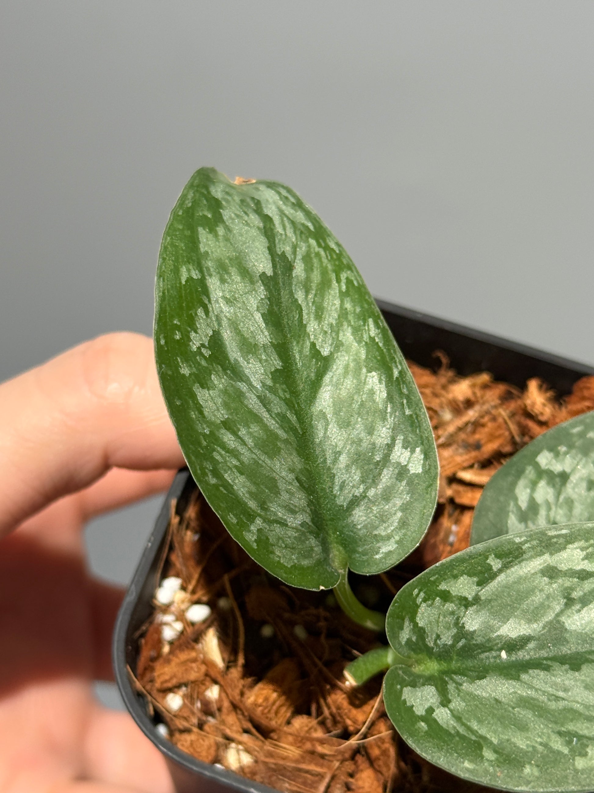 スキンダプサス ダーク クラウド Sp. カリマンタン / Scindapsus Dark cloud Sp. Kalimantan (1)