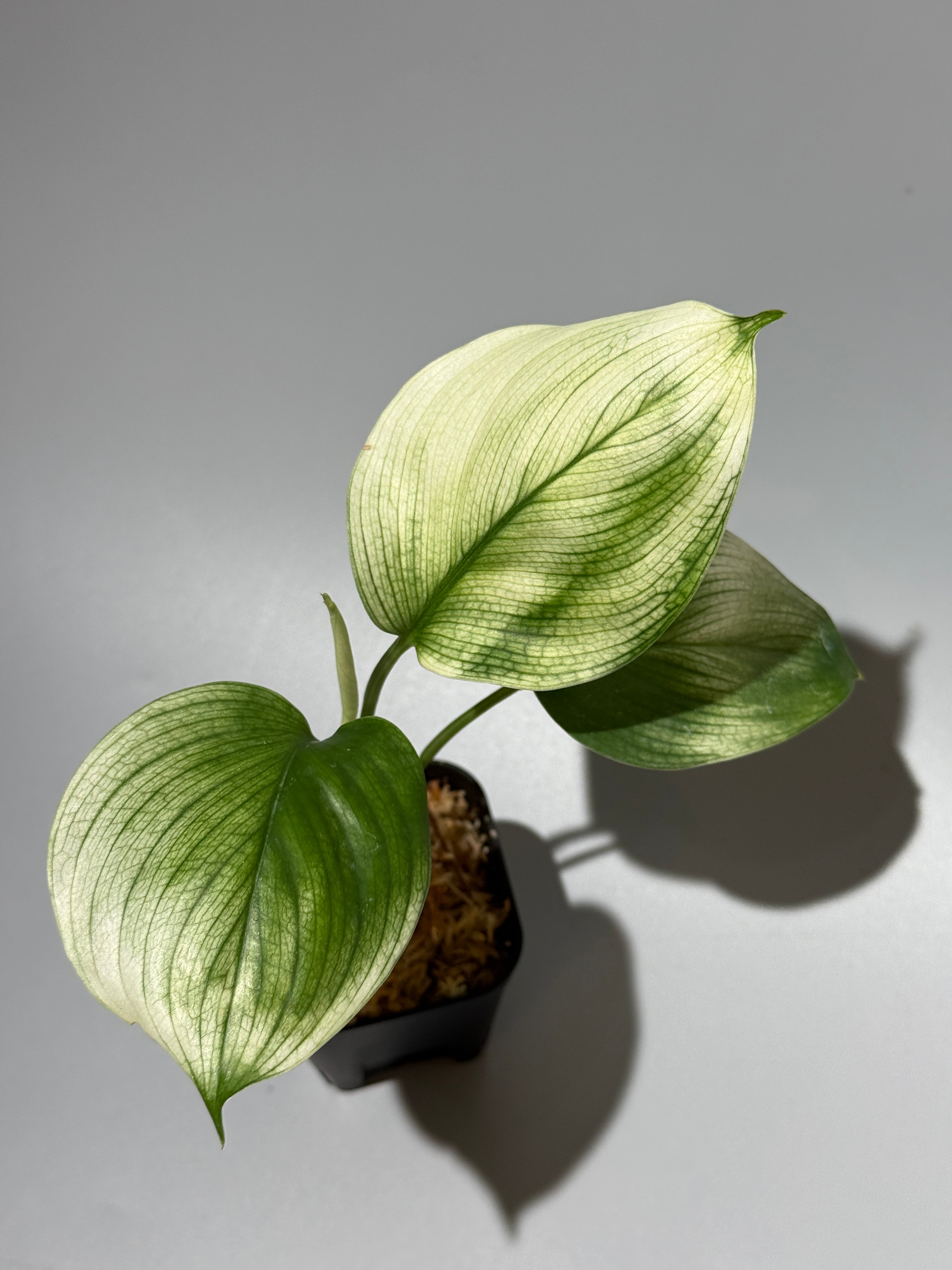All Plants – Nakayama-Plants