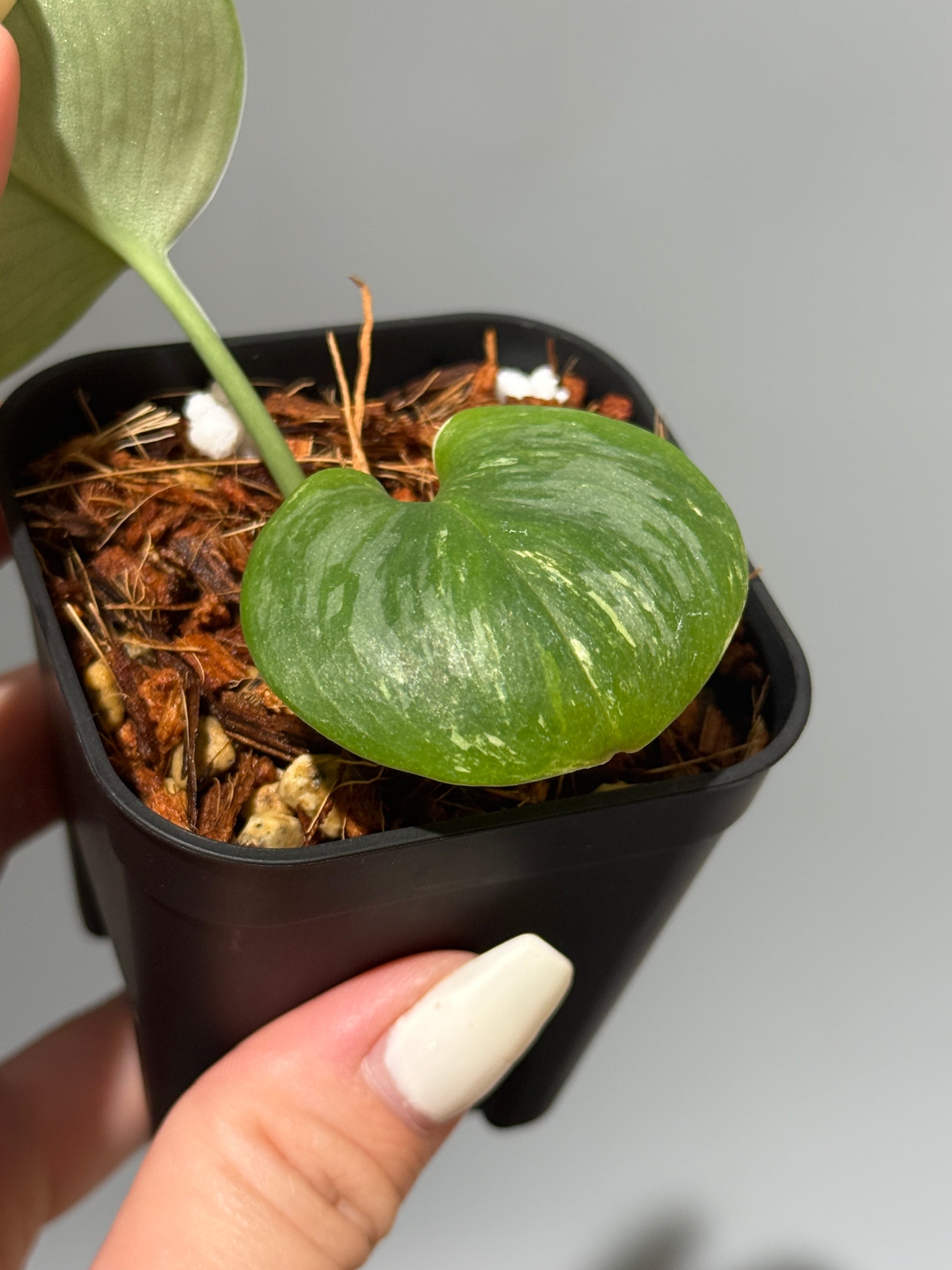 スキンダプサス ルビコン 斑入り  / Scindapsus Rubicon var.  (1)