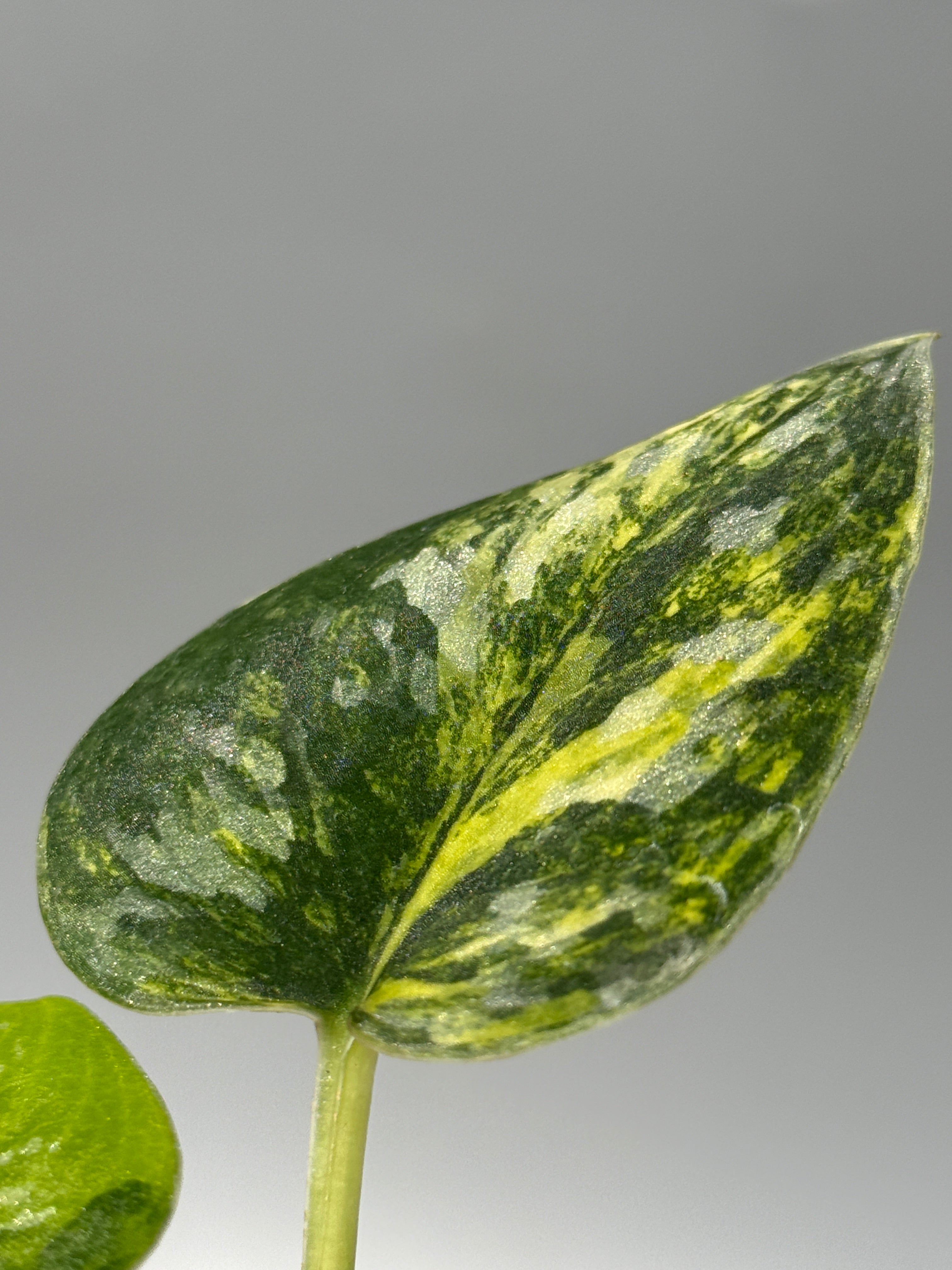 スキンダプサス グリーン ダイヤモンド / Scindapsus Green diamond (1