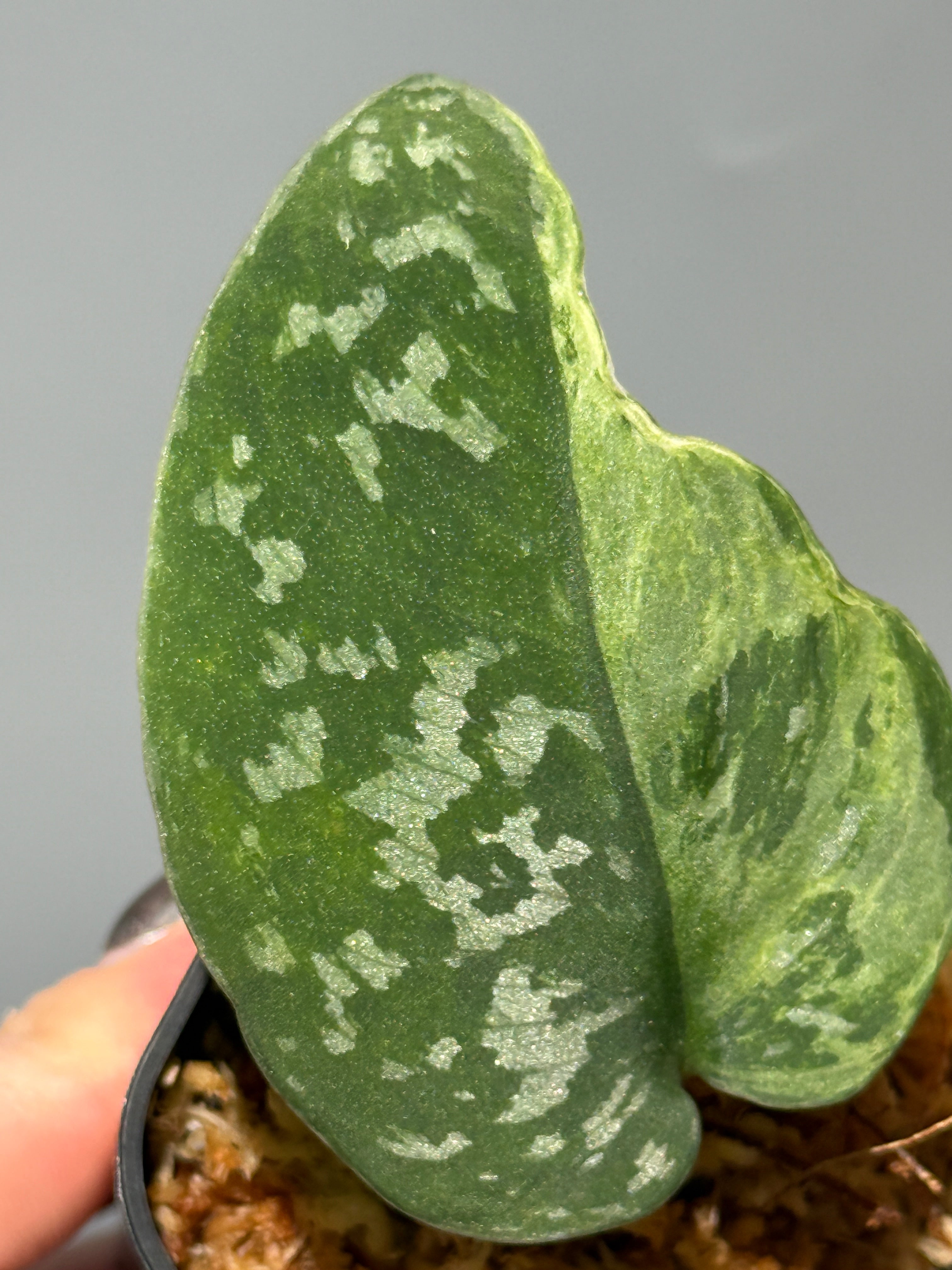 All Plants – Page 2 – Nakayama-Plants
