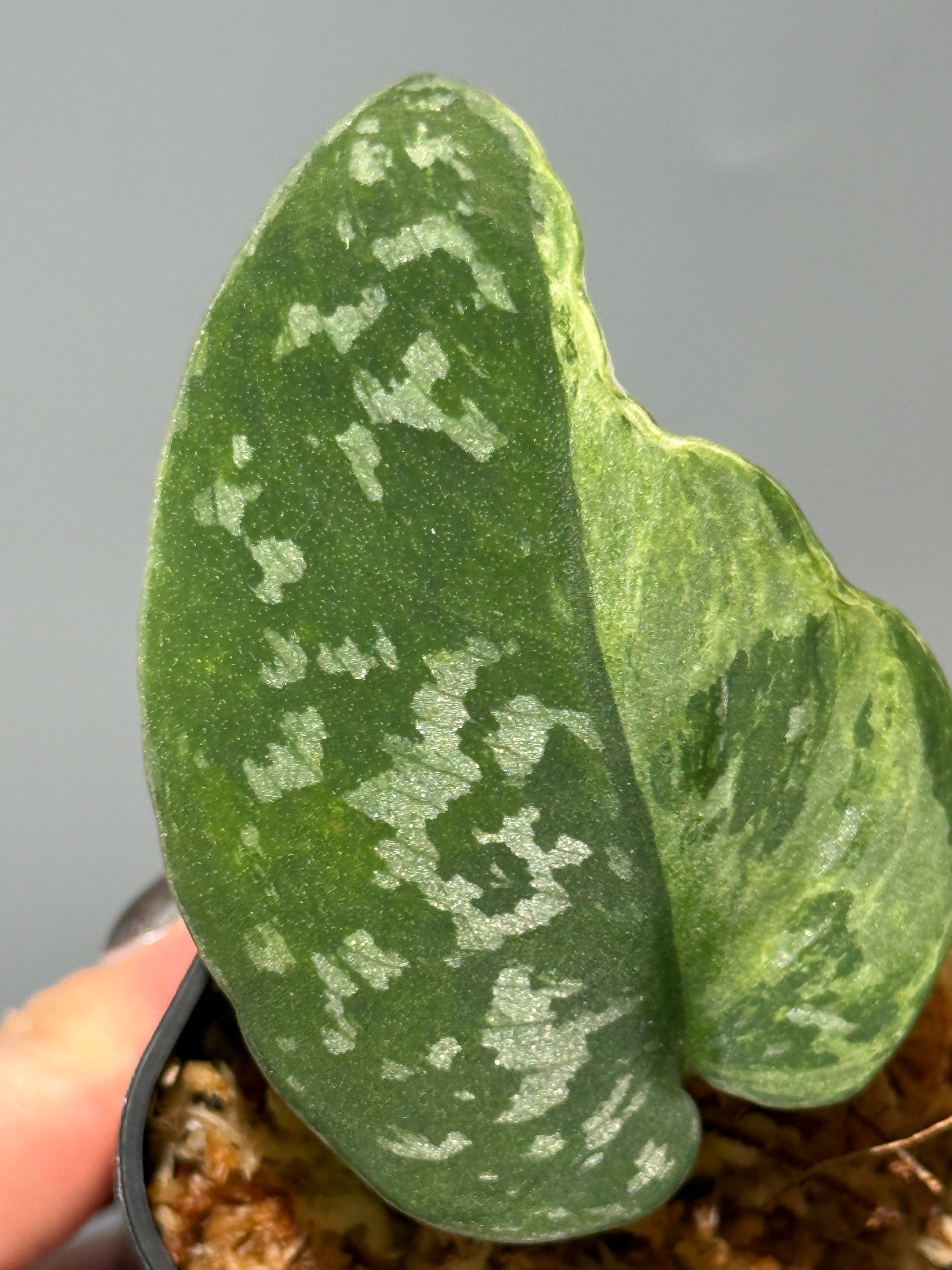 スキンダプサス アルギレウス NoID / Scindapsus Argyleus NoID (1)