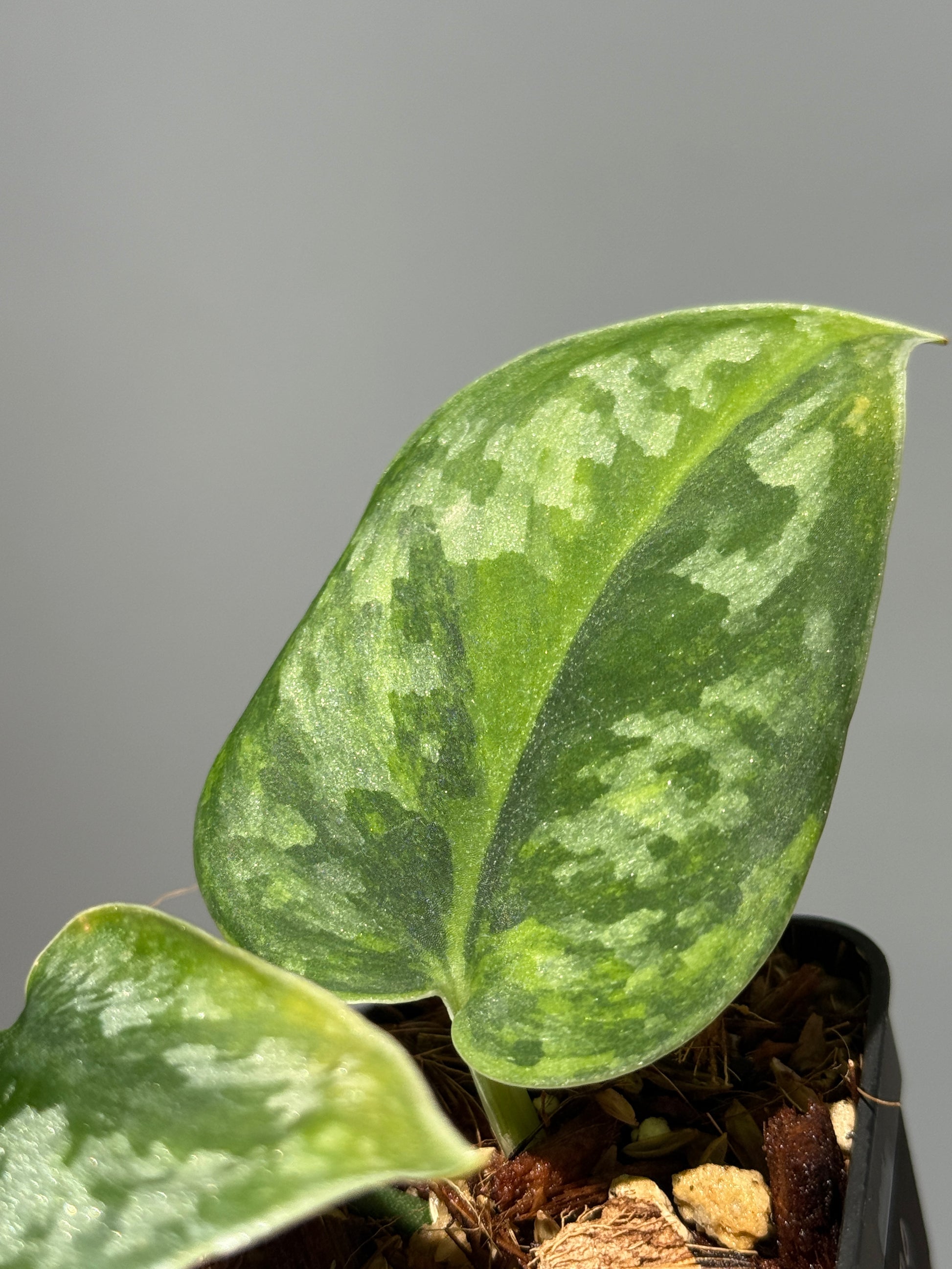 スキンダプサス グリーン エキゾチカ グリーオングリーン Sp.カプアス / Scindapsus Exotica GOG Sp.Kapuas (1)