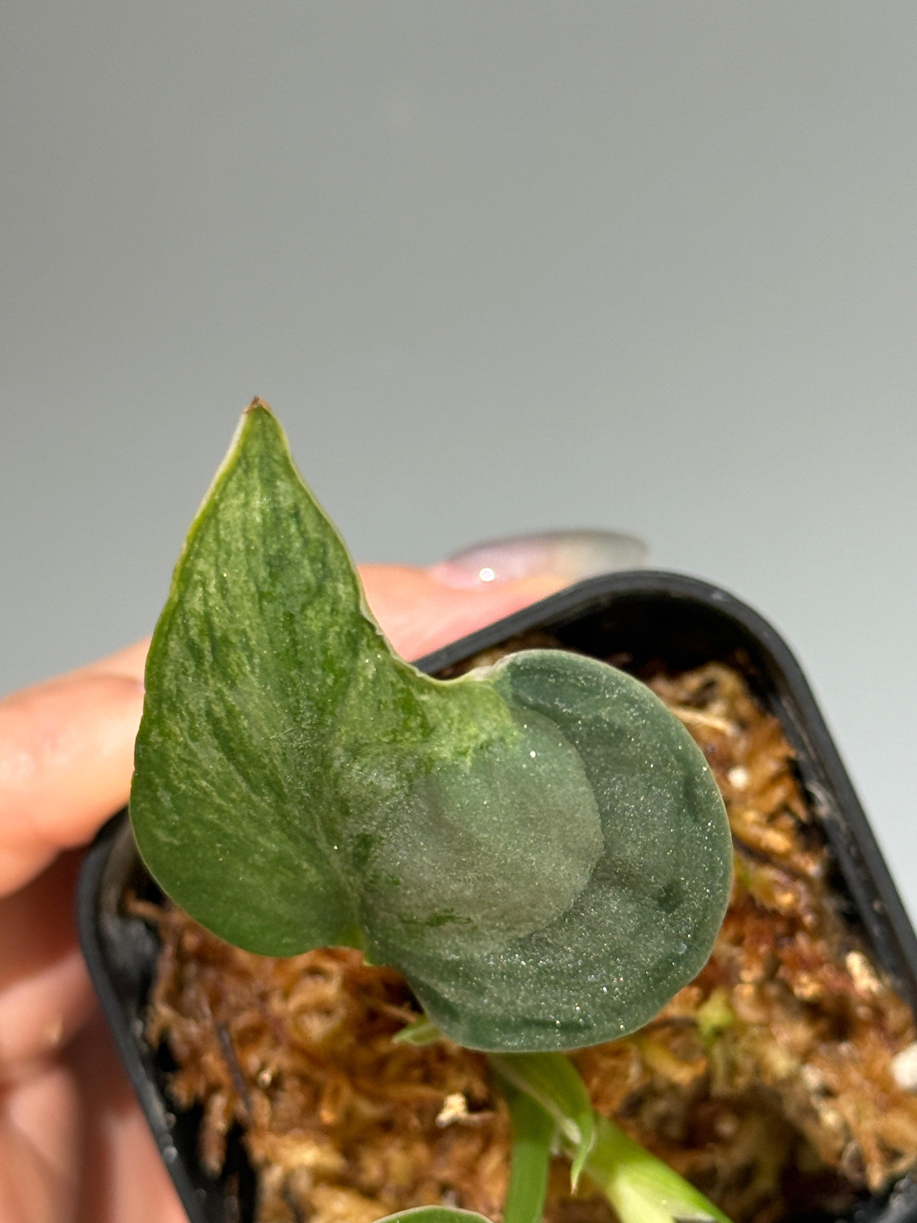 All Plants – Page 2 – Nakayama-Plants