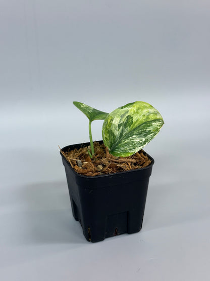 スキンダプサス パラヒヤンガン トリカラー  / Scindapsus parahyangan tricolor  (2)