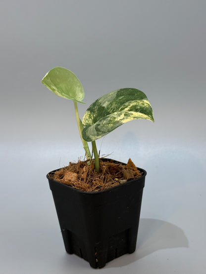 スキンダプサス マングライ / Scindapsus mangurai (2)