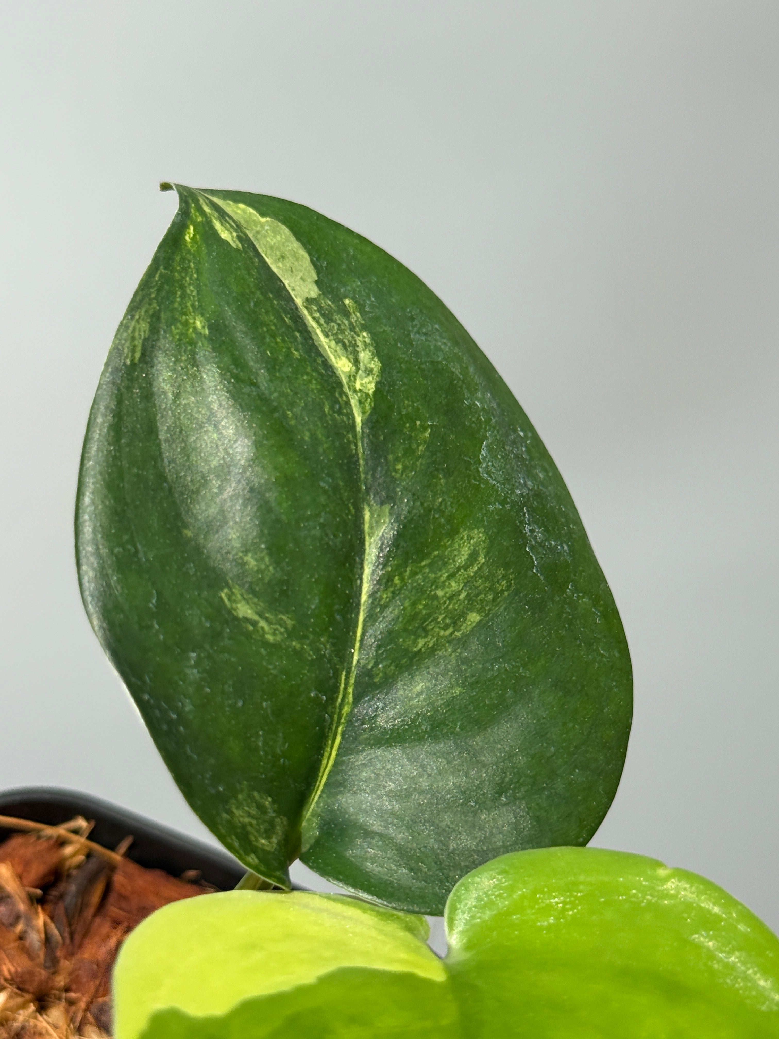新着商品 – Nakayama-Plants