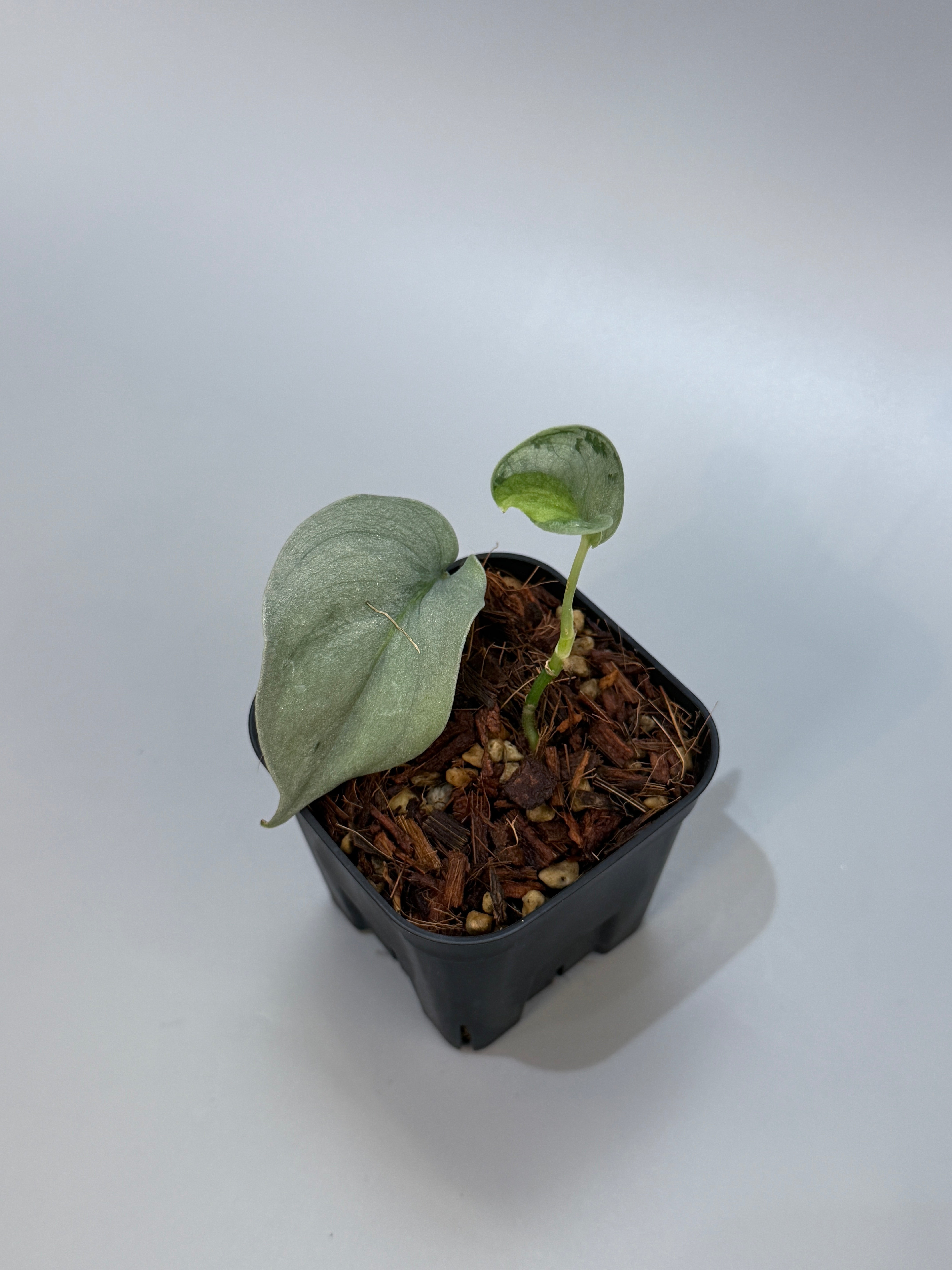 All Plants – Nakayama-Plants