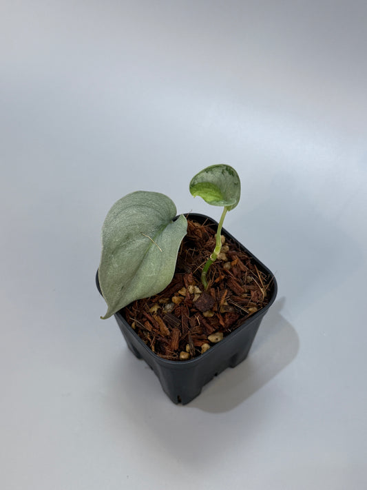 スキンダプサス ウィアード / Scindapsus Weirdo (3)