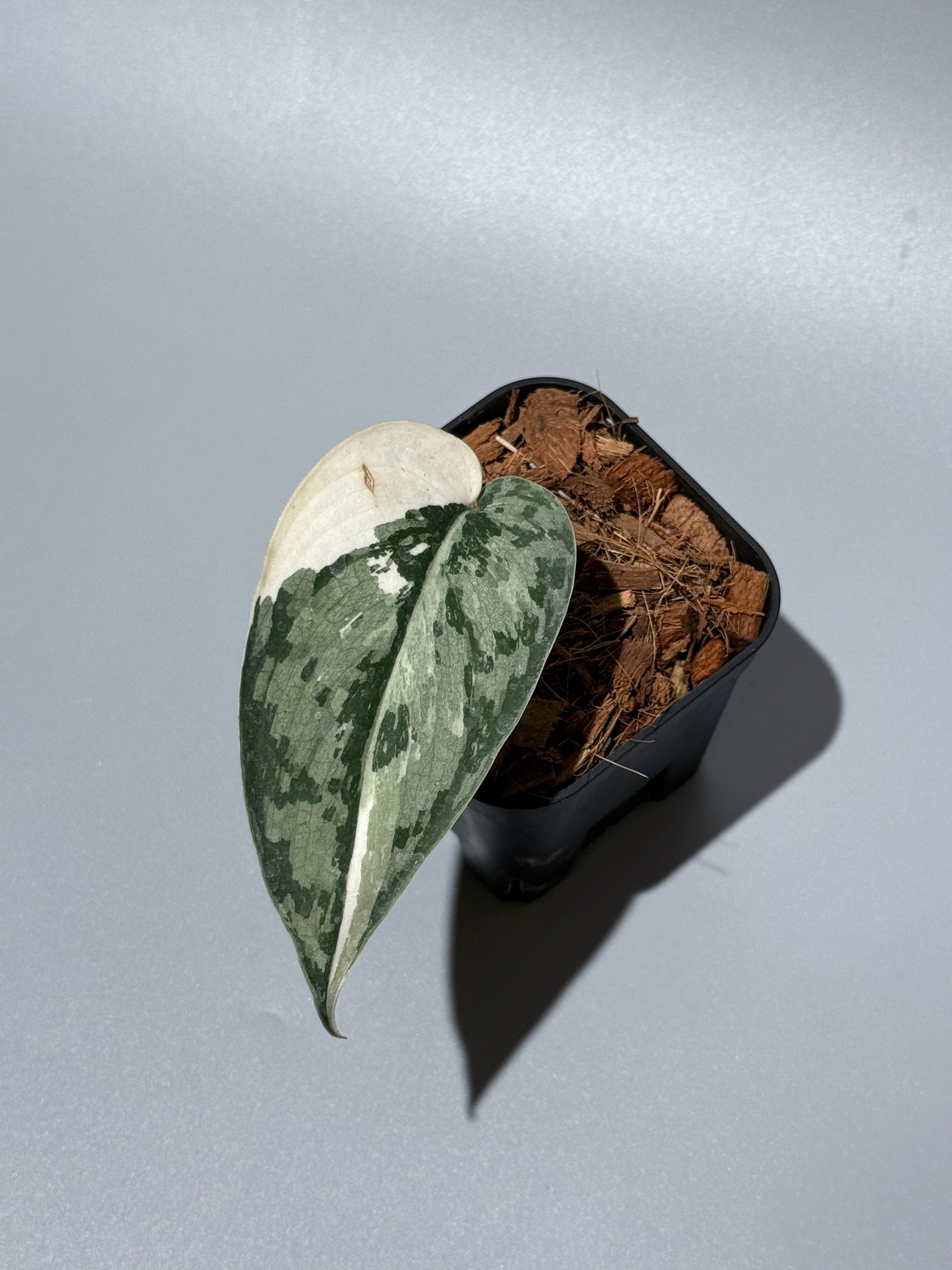 スキンダプサス マリポーサ / Scindapsus Mariposa(1)