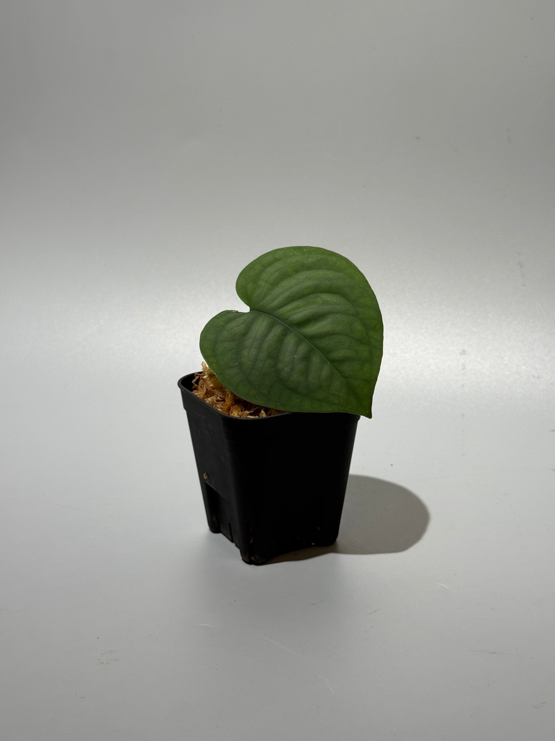 スキンダプサス ルーセンス  / Scindapsus Lucens  (1)