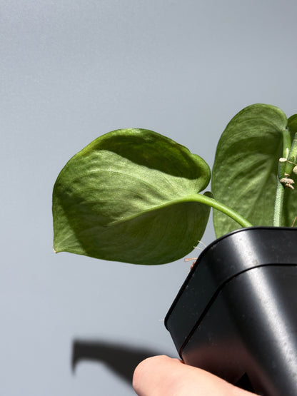 スキンダプサス エキゾチカ マーブル sp.バニュマス / Scindapsus exotica marble sp.Banyumas (1)