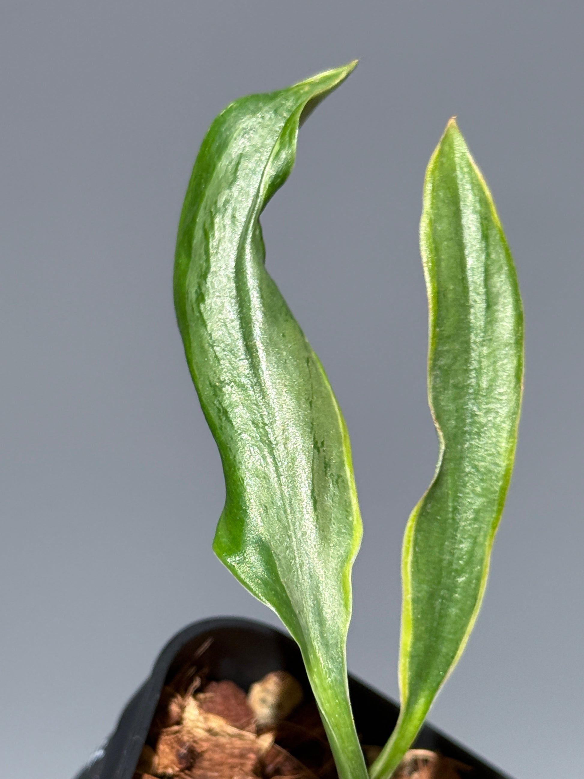 スキンダプサス トレビー ラバ リップスティック / Scindapsus Treubii lava lipstick (1)