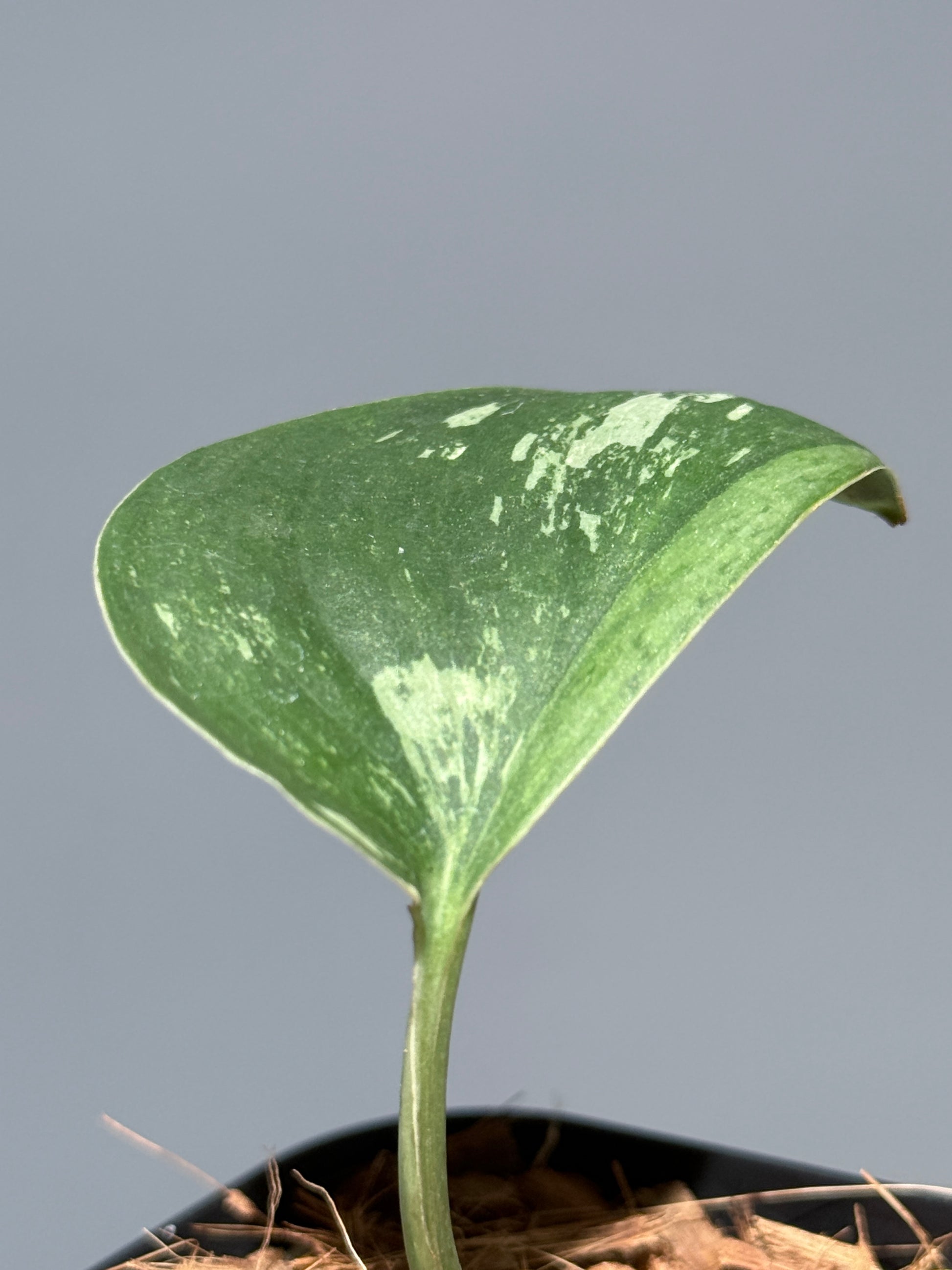 スキンダプサス シルバースプラッシュ ミューテーション/ Scindapsus Silver splash mutation  (2)