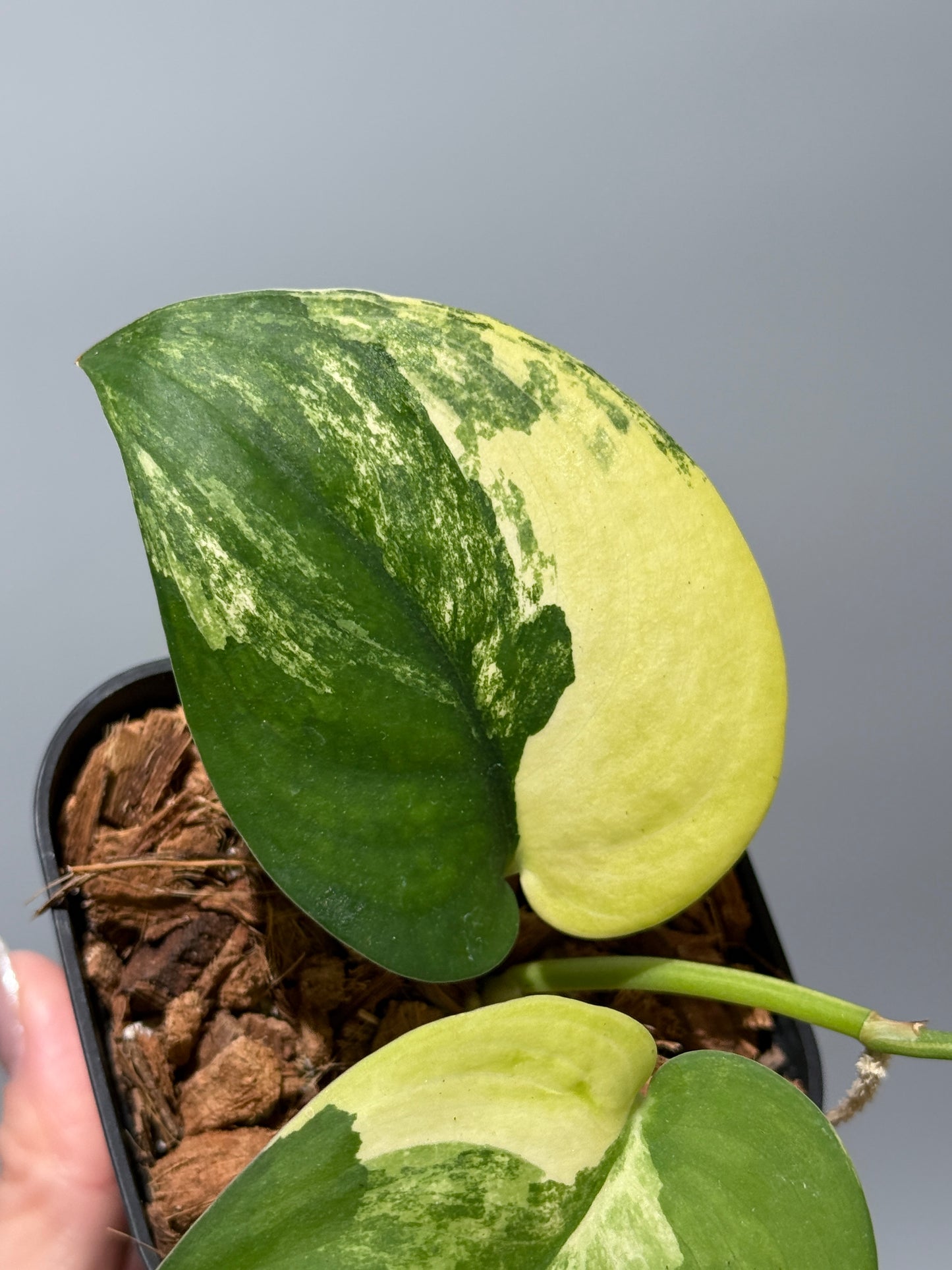 スキンダプサス ジェイドサテン オーレア  / Scindapsus jadesatin aurea (1)