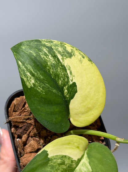 スキンダプサス ジェイドサテン オーレア  / Scindapsus jadesatin aurea (1)