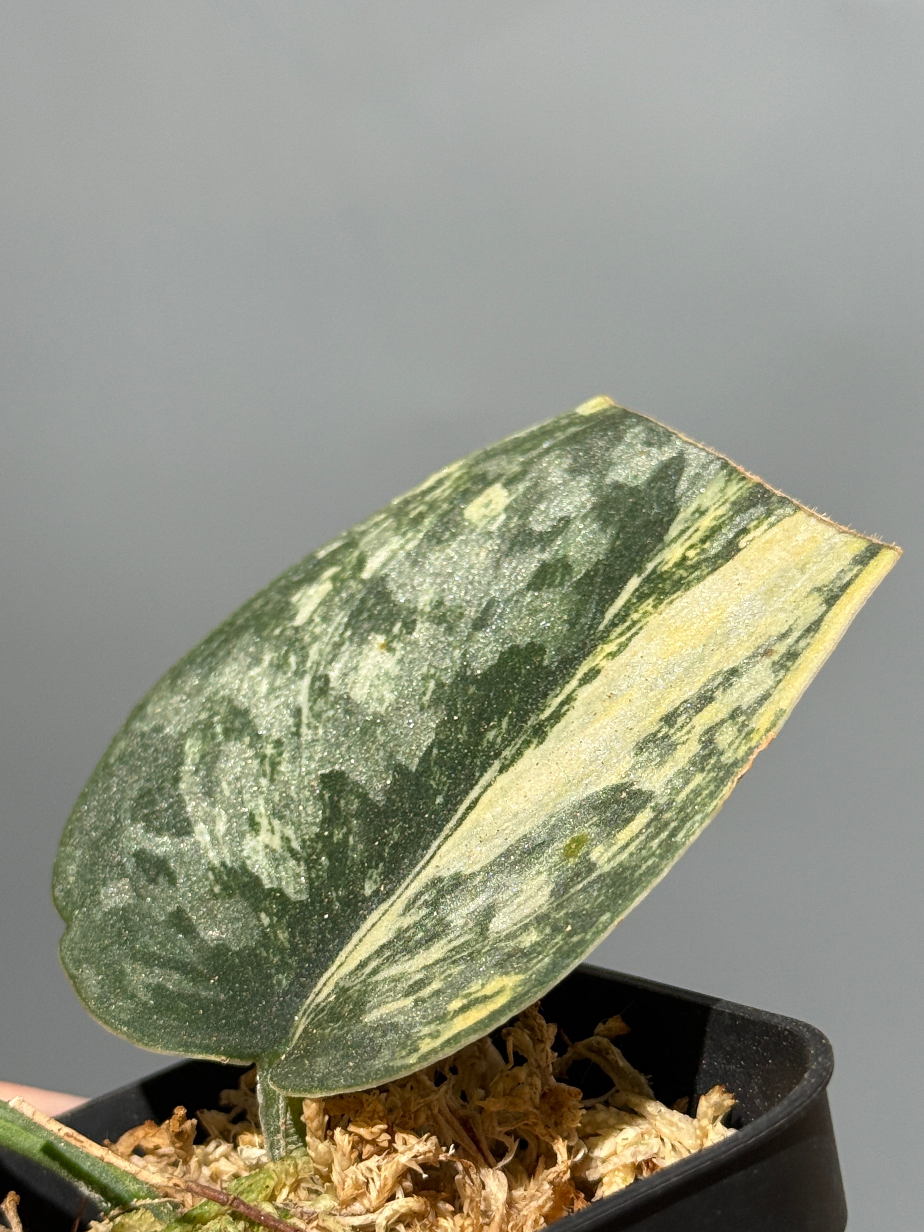 スキンダプサス グリーンダイヤモンド　2 スキンダプサス グリーン ダイヤモンド / Scindapsus Green diamond (2