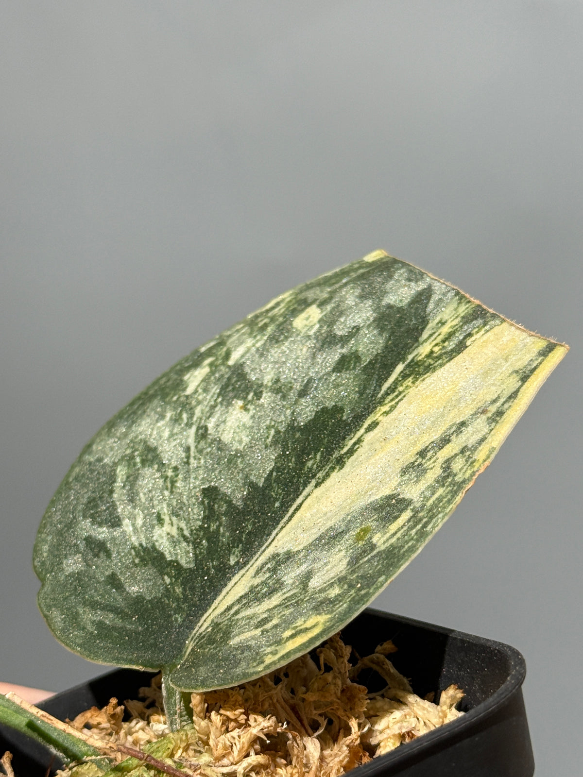 スキンダプサス グリーン ダイヤモンド / Scindapsus Green diamond (2)