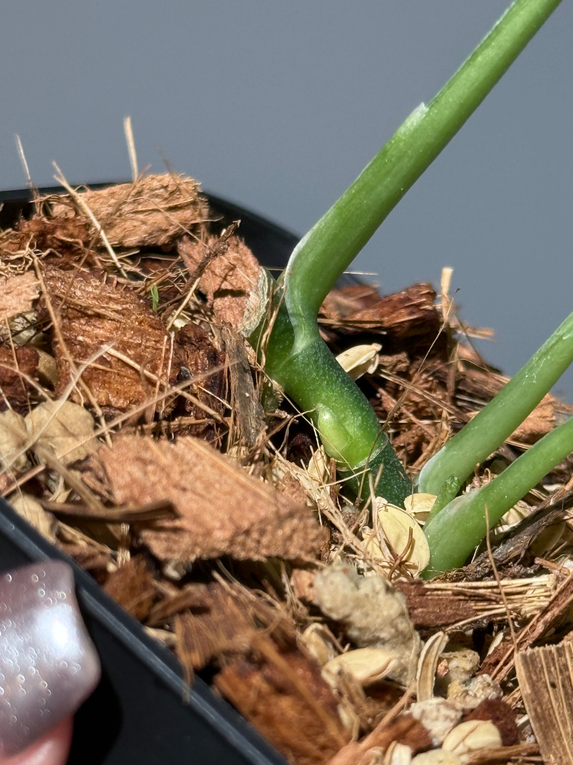 スキンダプサス モヒート / Scindapsus Mojito (1)