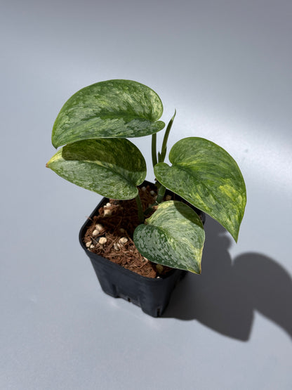 スキンダプサス サデワ トリカラー / Scindapsus sadewa tricolor (1)