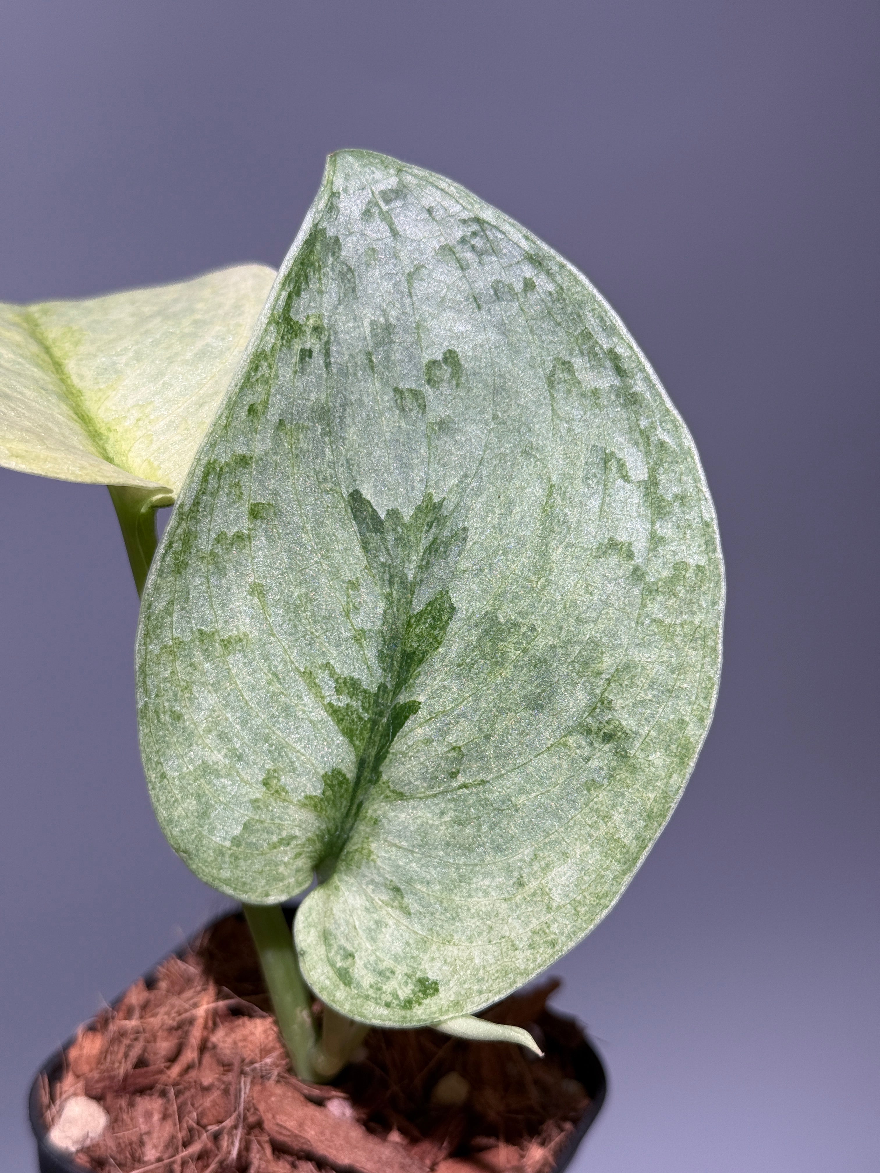 スキンダプサス ニルマラ / Scindapsus nirmala (2) – Nakayama-Plants