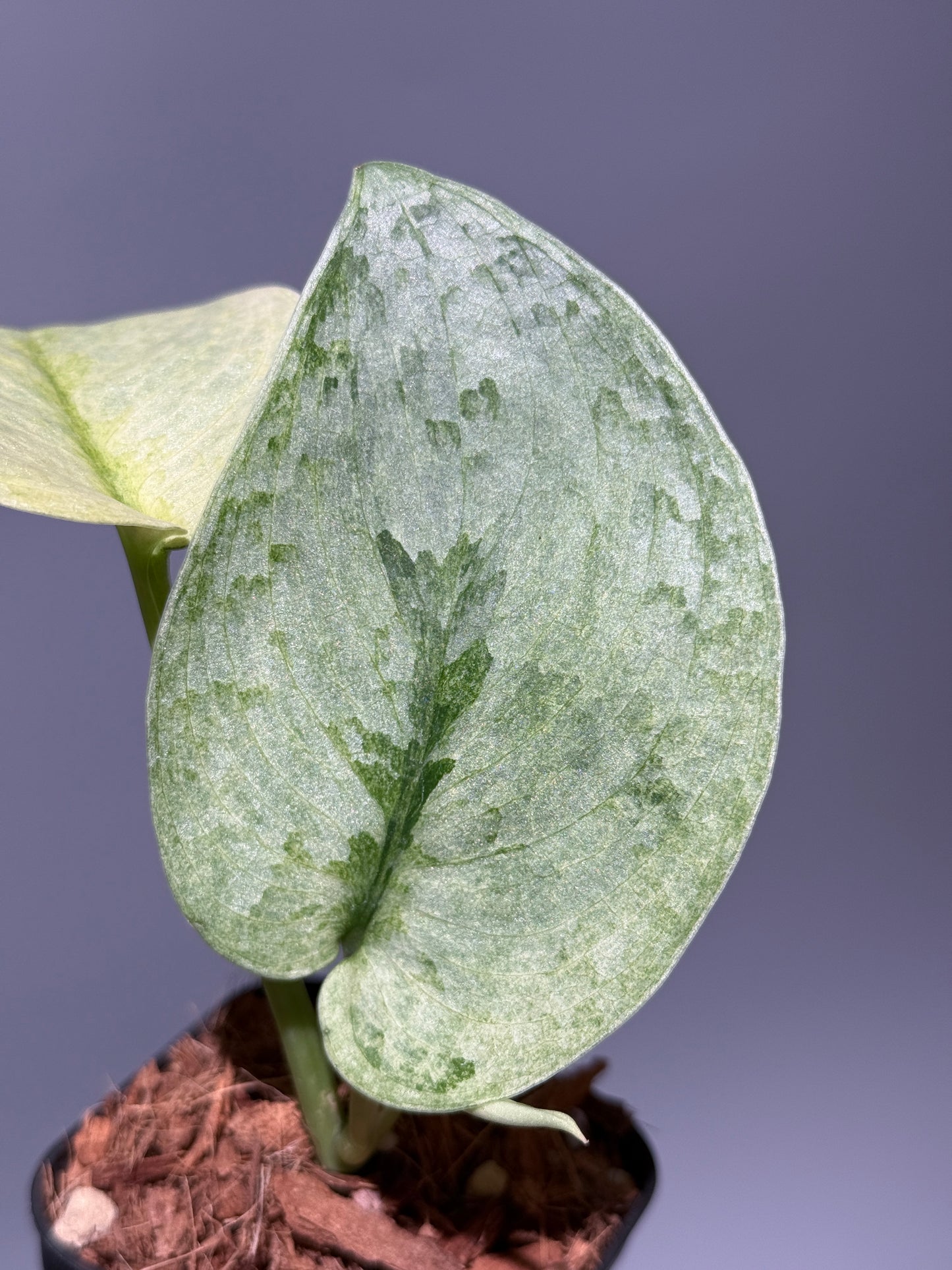 スキンダプサス ニルマラ / Scindapsus nirmala (2)