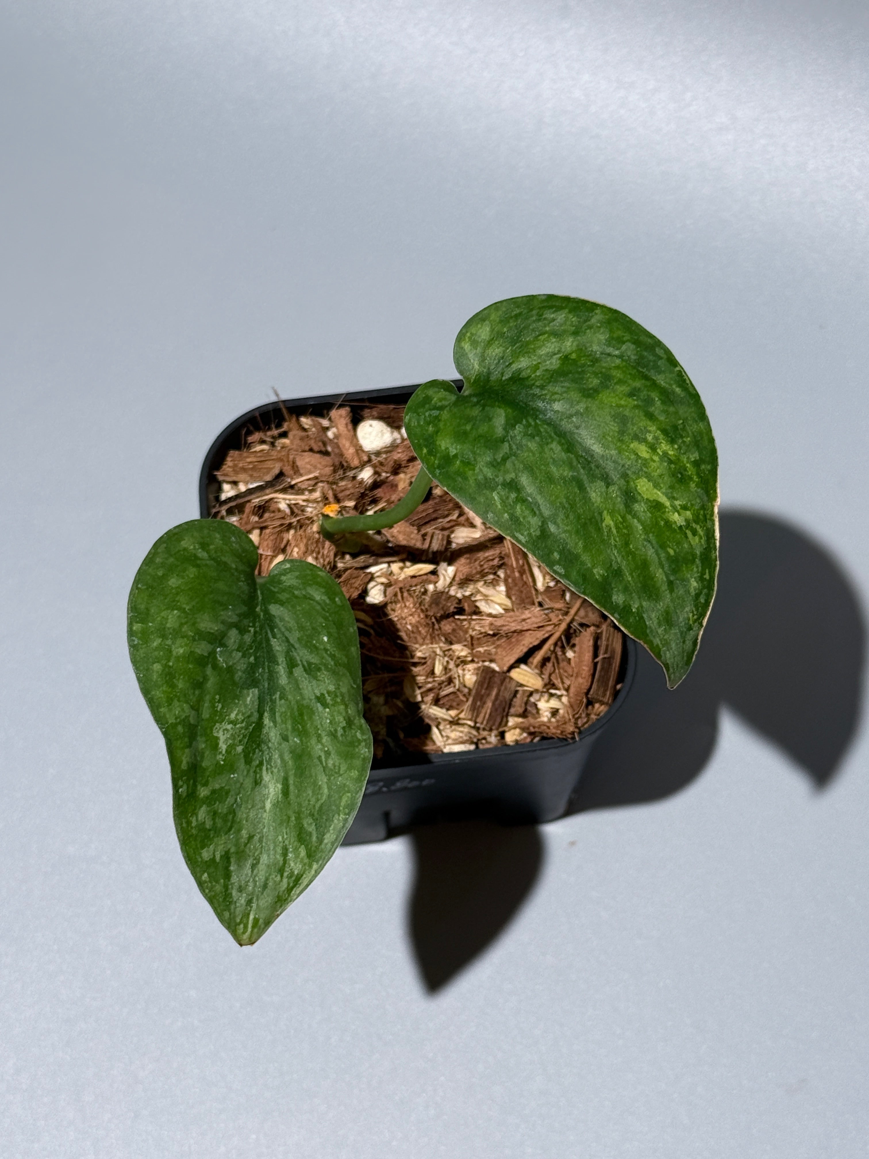 スキンダプサス レオパード / Scindapsus Leopard (1) – Nakayama-Plants