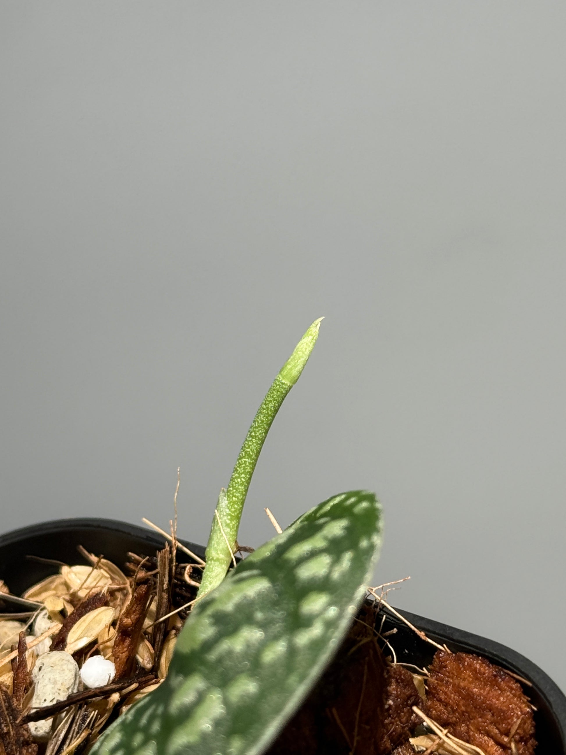 スキンダプサス トリカラー / Scindapsus tricolor (1)