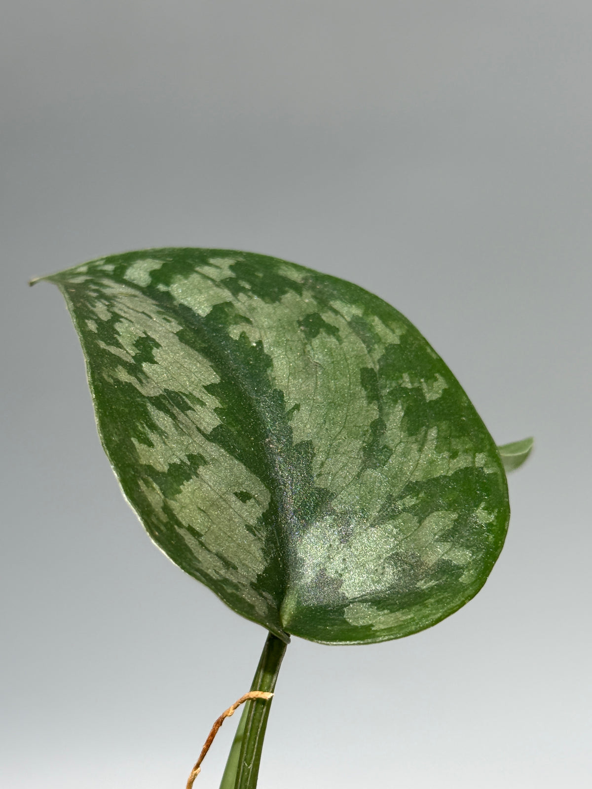 スキンダプサス Sp.サラク / Scindapsus Sp.salak (1)
