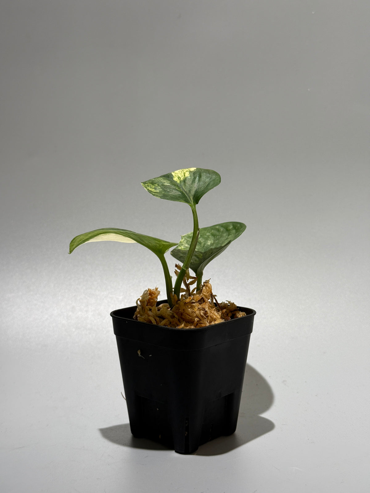 スキンダプサス エキゾチカ サラカ トリカラー  / Scindapsus Exotica salaka toricolor (1)