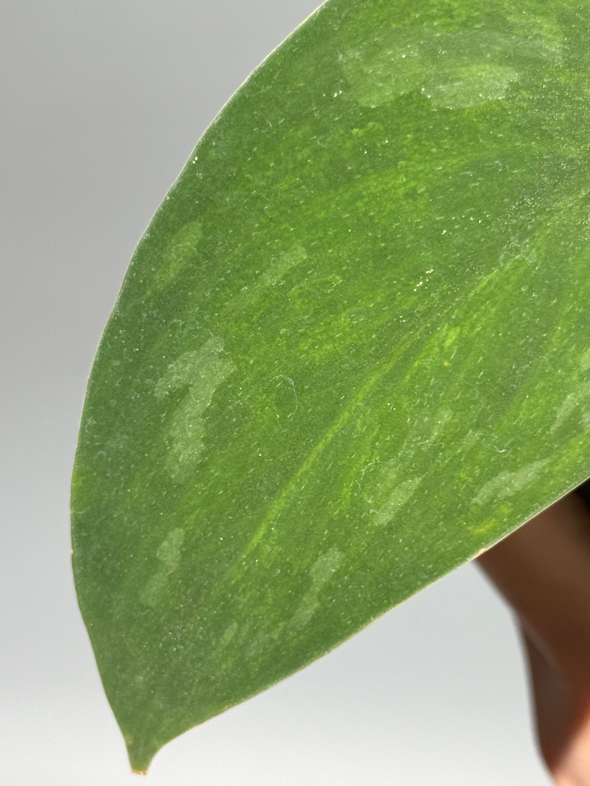 スキンダプサス グリーン エメラルド / Scindapsus green emerald (1)