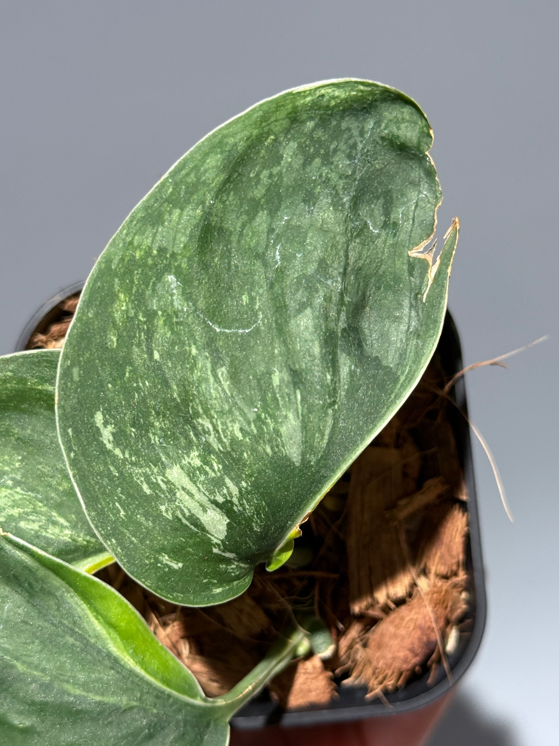 スキンダプサス シルバースプラッシュ ミューテーション/ Scindapsus Silver splash mutation  (1)