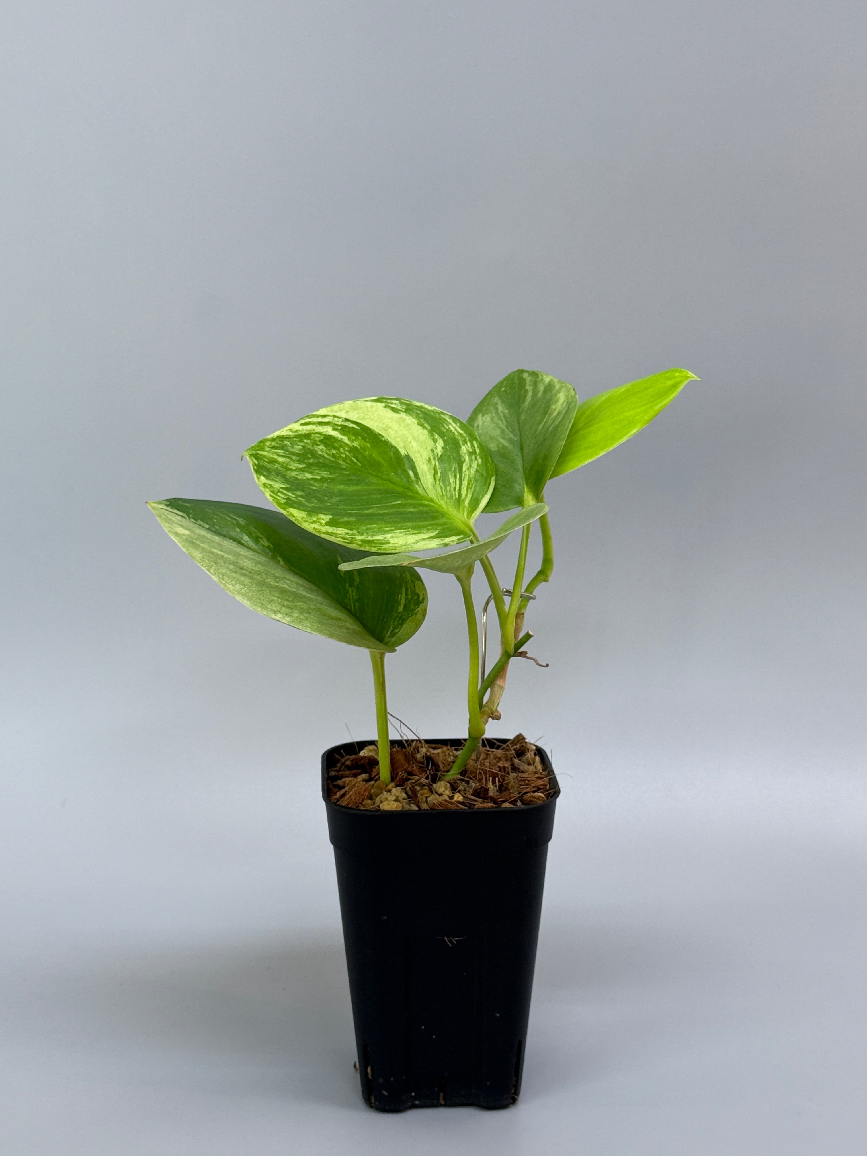 スキンダプサス　バチコン Scindapsus baticon🌿 Baticon is from 'Batik constellation'🌌 ✨ I