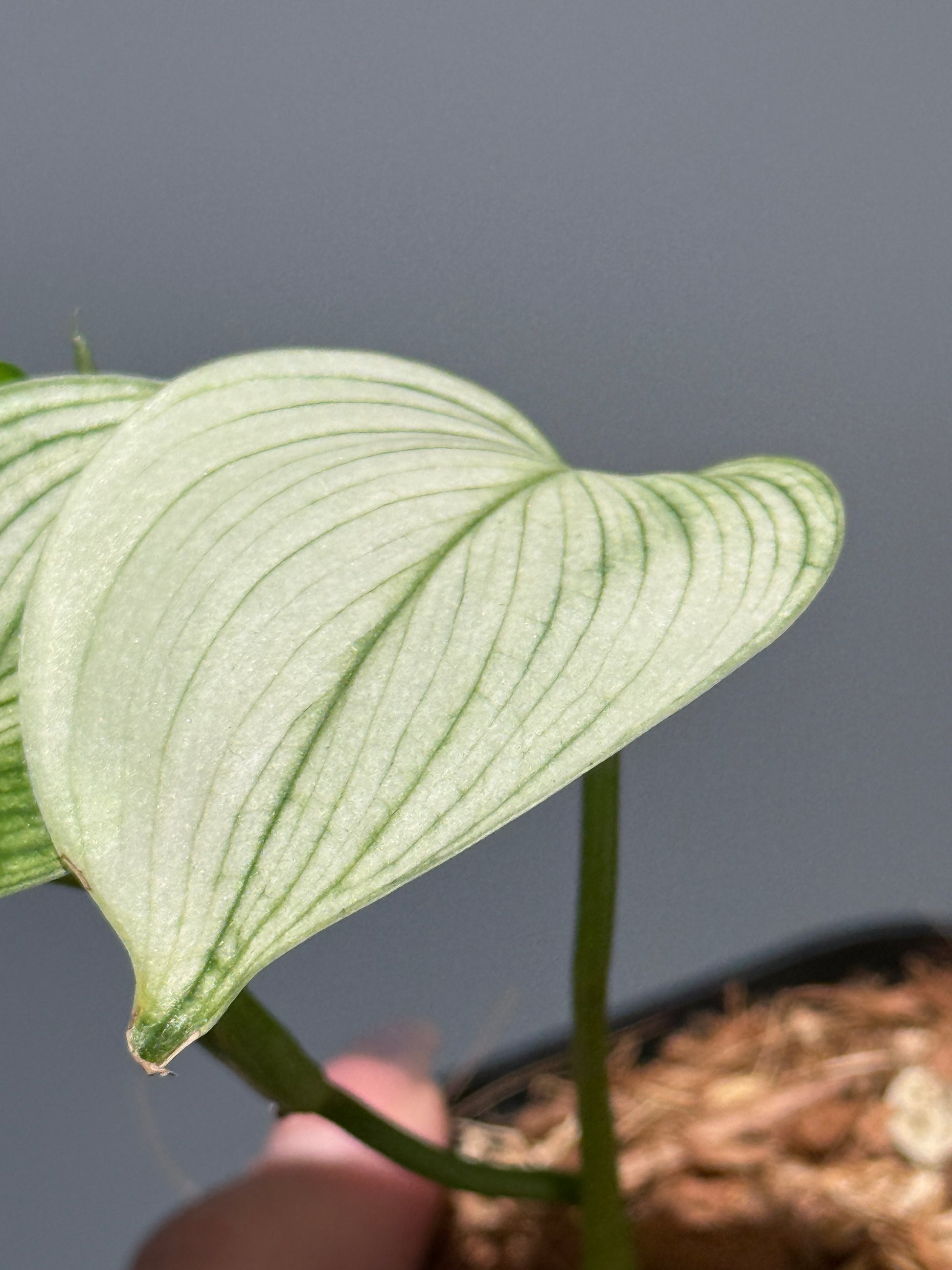 スキンダプサス ホワイトモンスター / Scindapsus whitemonster (1)