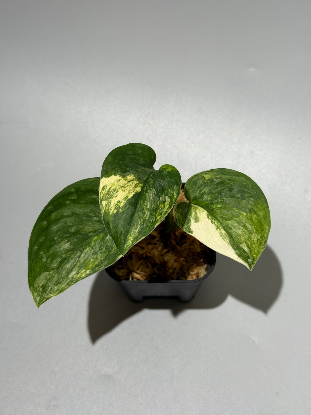 スキンダプサス エキゾチカ サラカ トリカラー  / Scindapsus Exotica salaka toricolor (1)