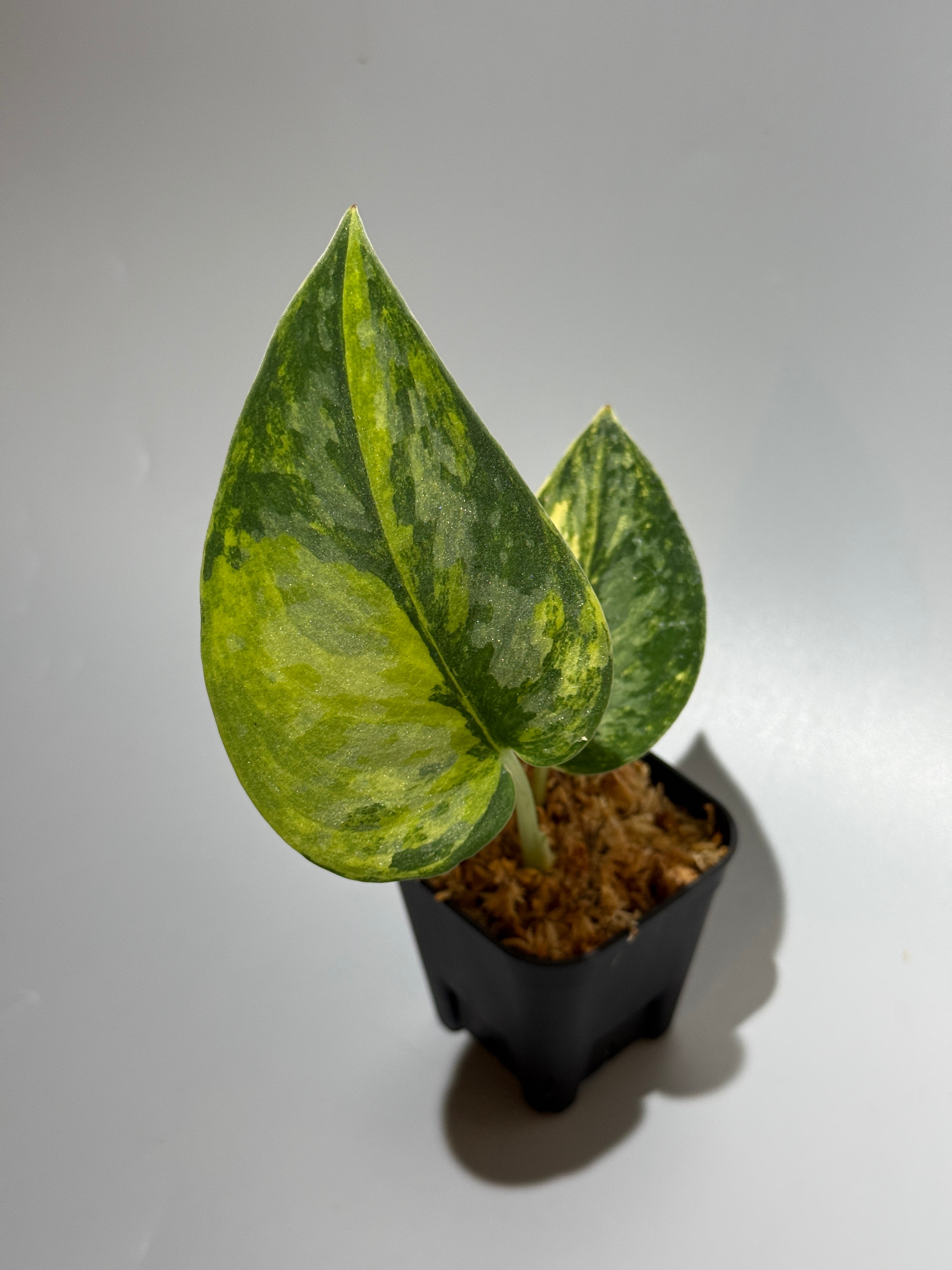 スキンダプサス グリーンダイヤモンド　3 スキンダプサス グリーン ダイヤモンド / Scindapsus Green diamond (1