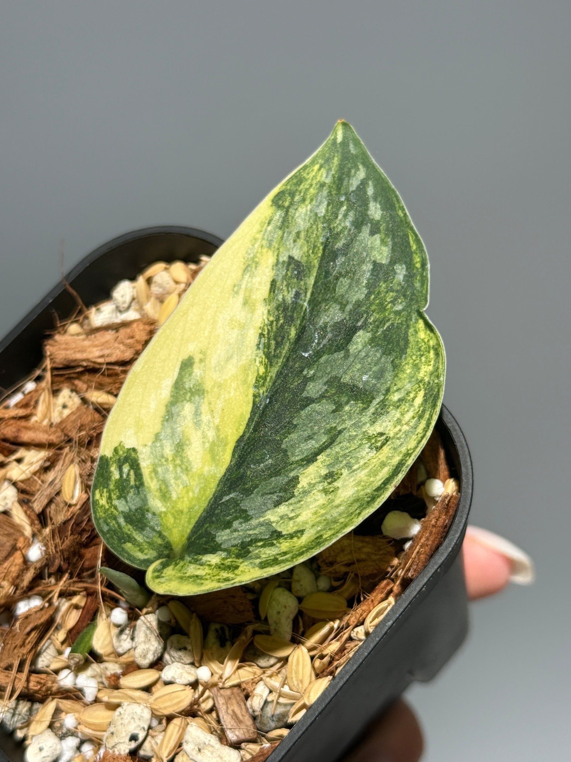 スキンダプサス ラジャタプラ  / Scindapsus Rajatapura (1)