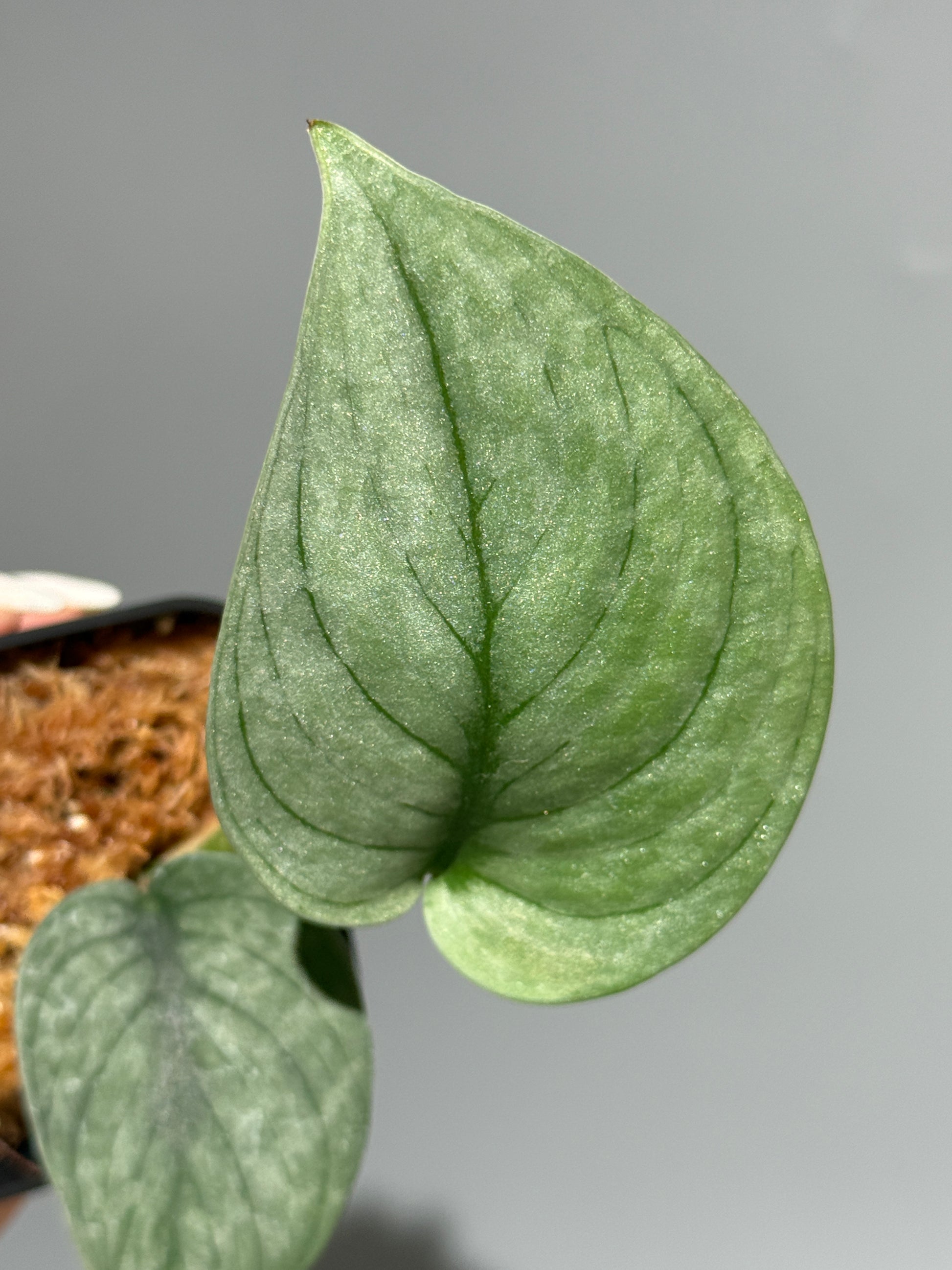 スキンダプサス グリーンベイン / Scindapsus Green vein (2)