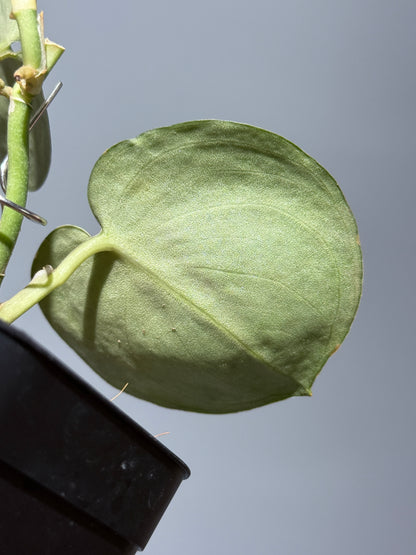 スキンダプサス ドラヤキ / Scindapsus Dorayaki (1)