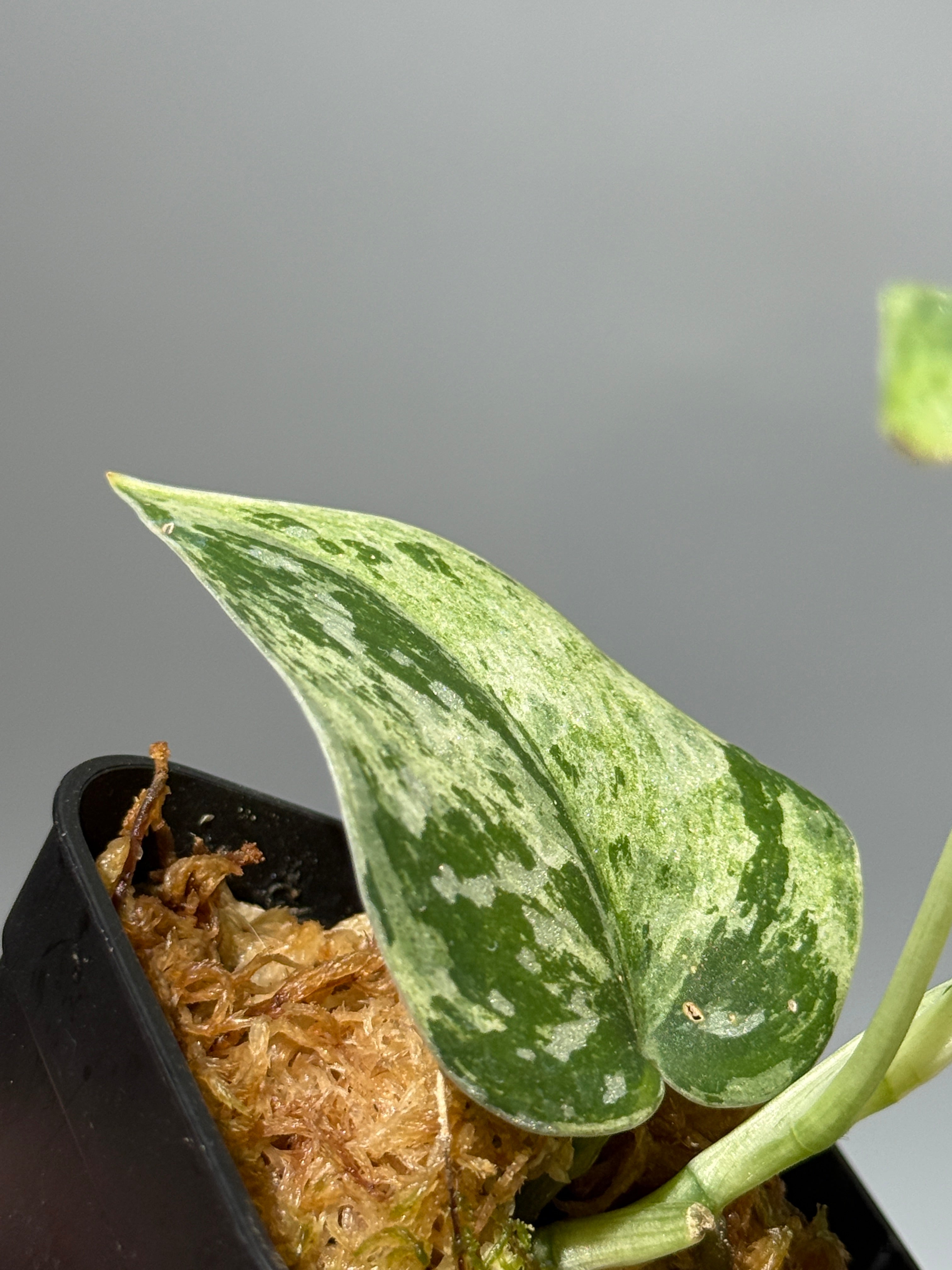 All Plants – Nakayama-Plants