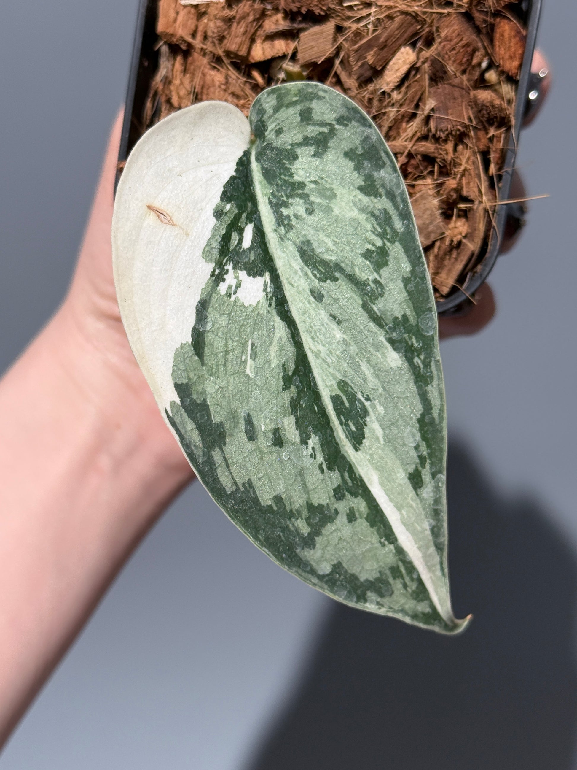 スキンダプサス マリポーサ / Scindapsus Mariposa(1)