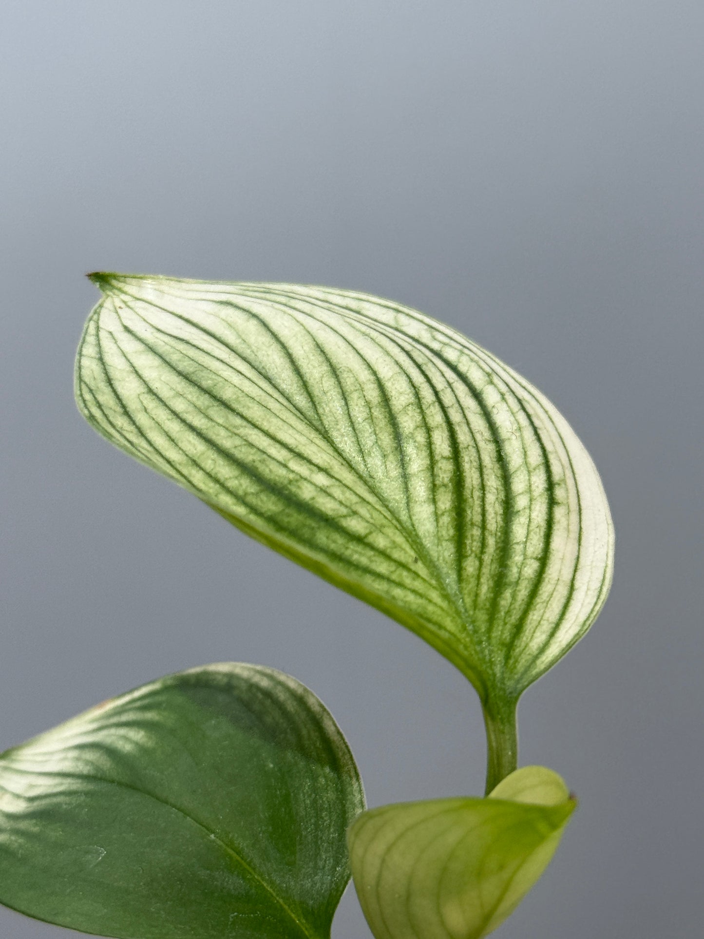 スキンダプサス ホワイトモンスター / Scindapsus whitemonster (5)