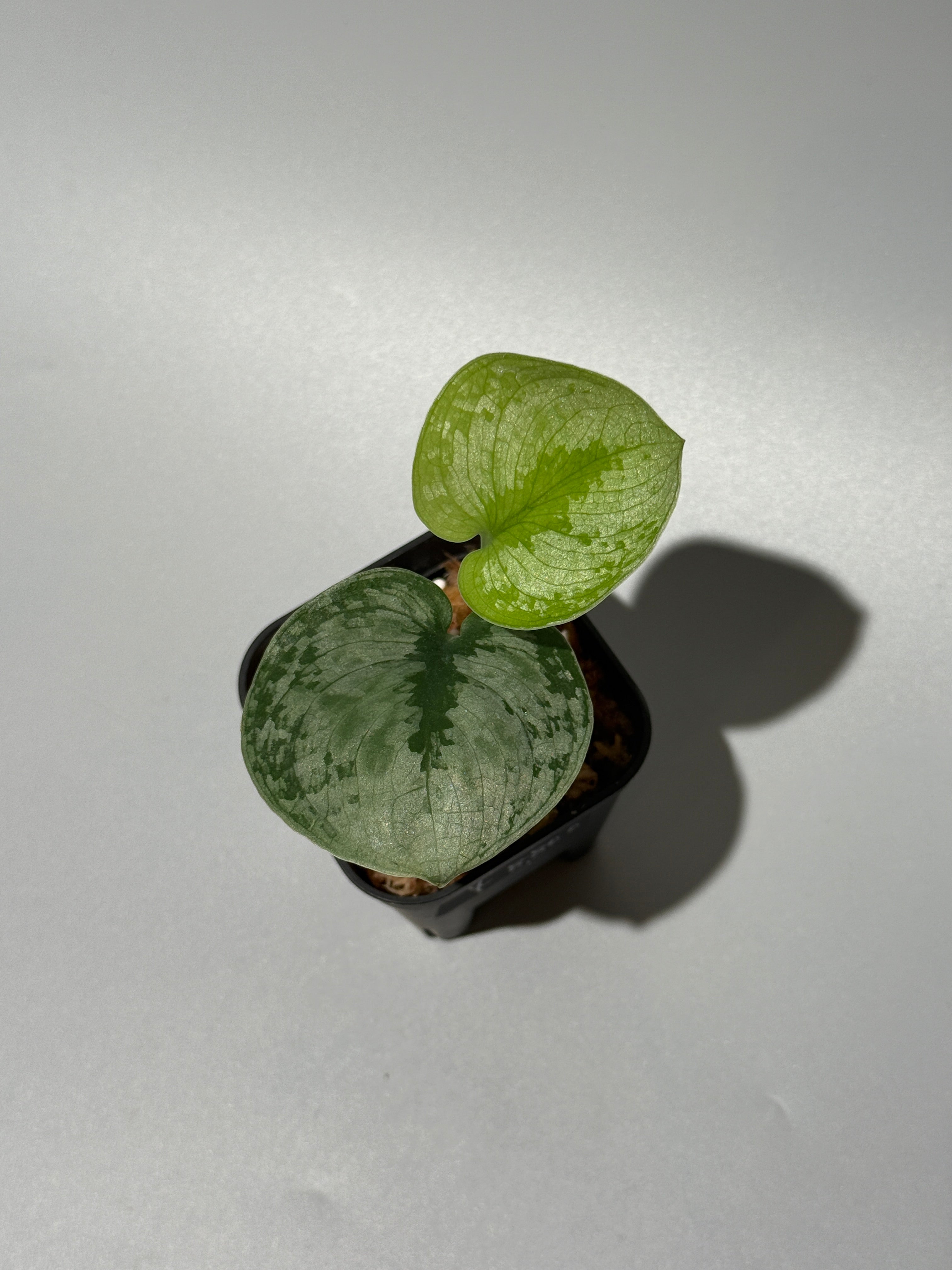 商品 – Page 3 – Nakayama-Plants