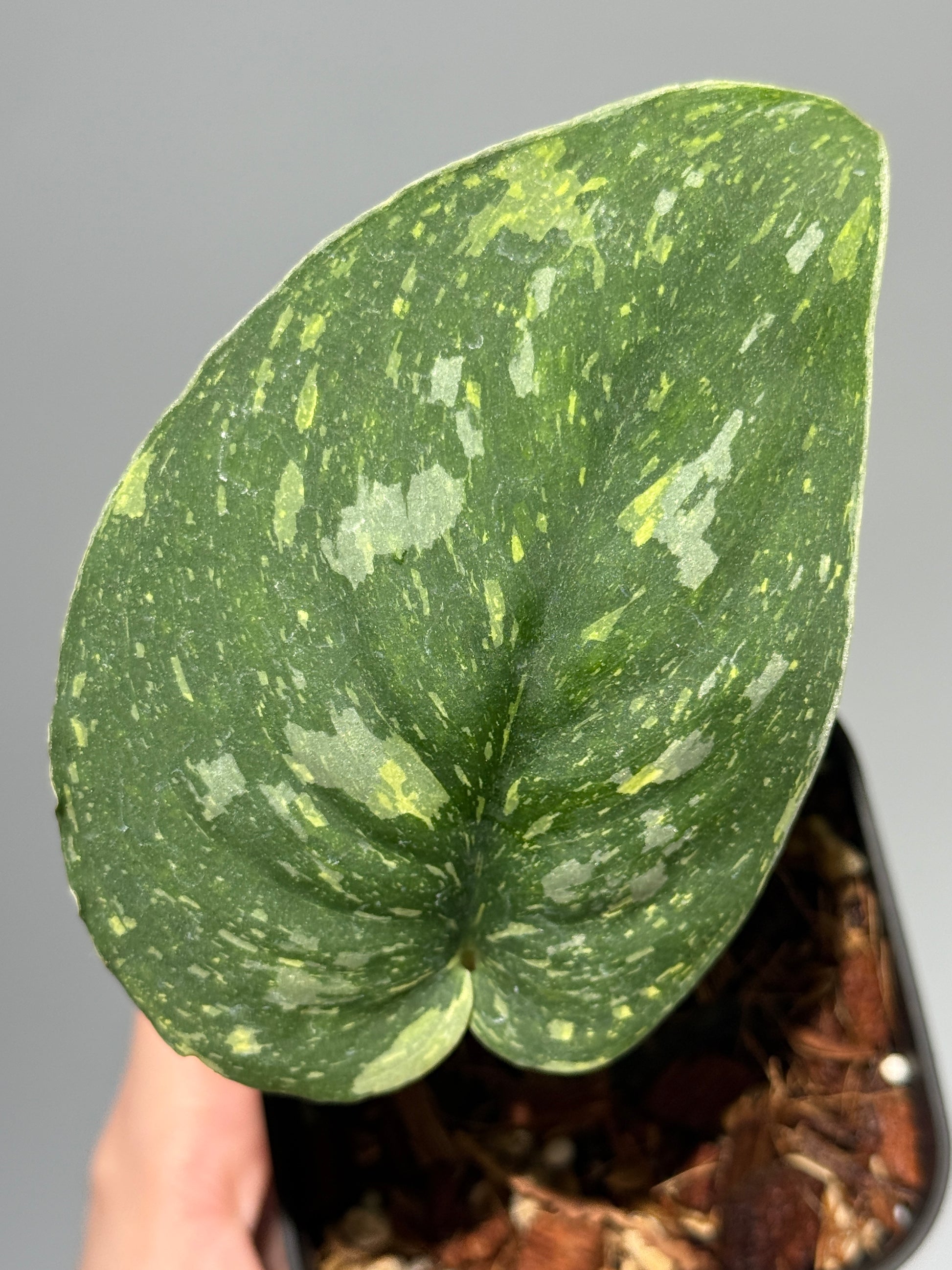 スキンダプサス バチコン  / Scindapsus Baticon (1)