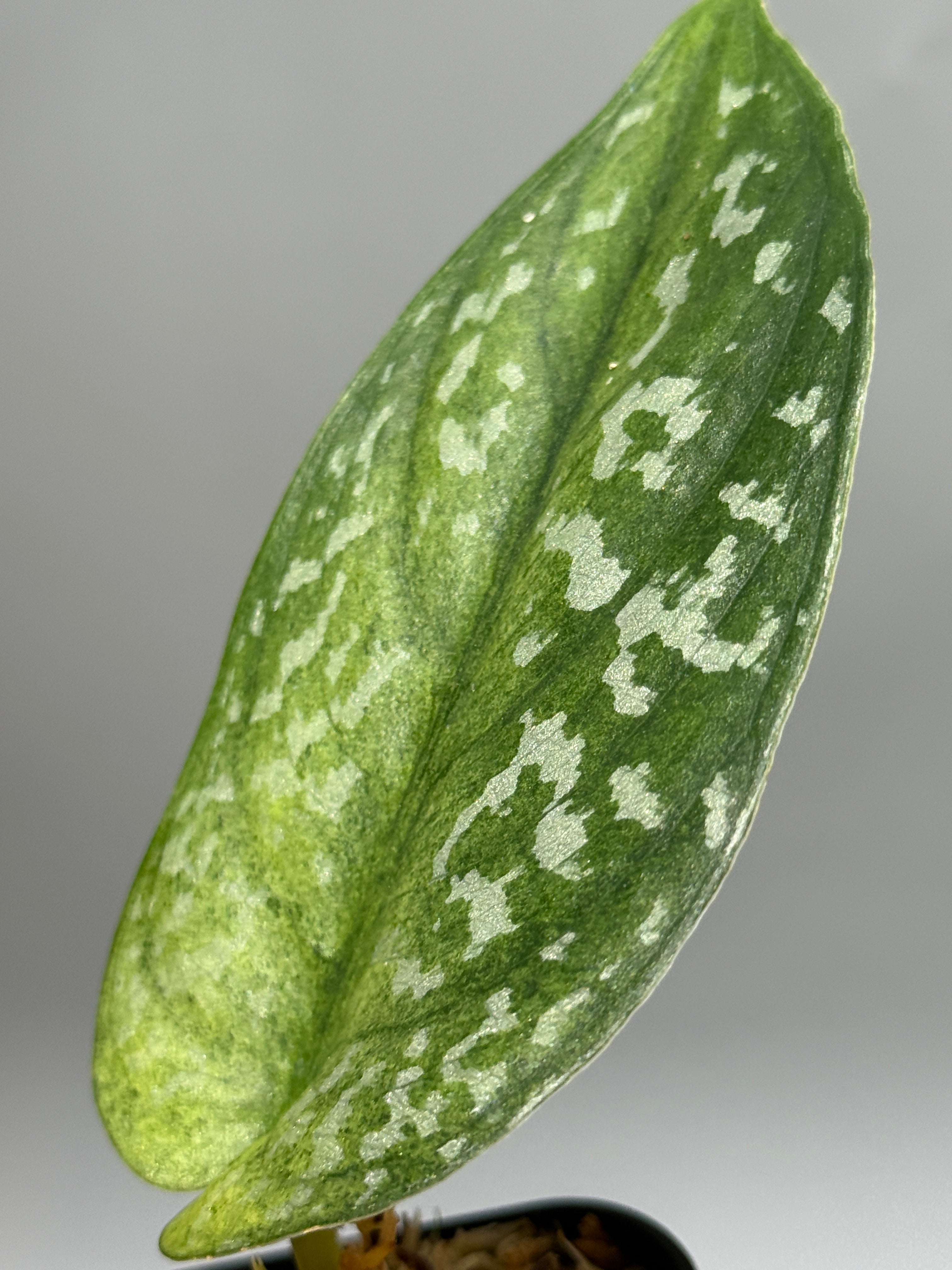 All Plants – Nakayama-Plants